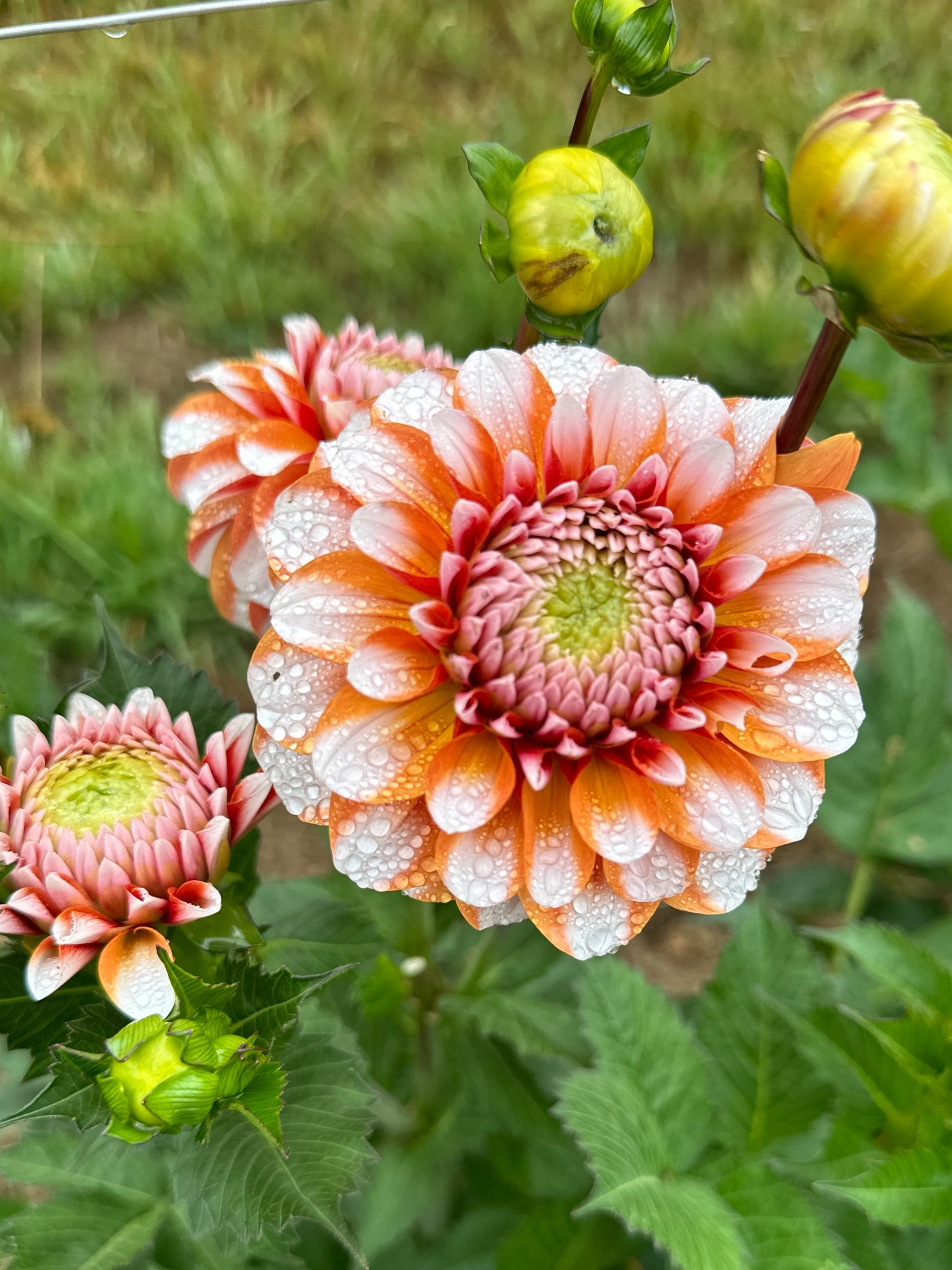 Tangerine+Dream.jpg
