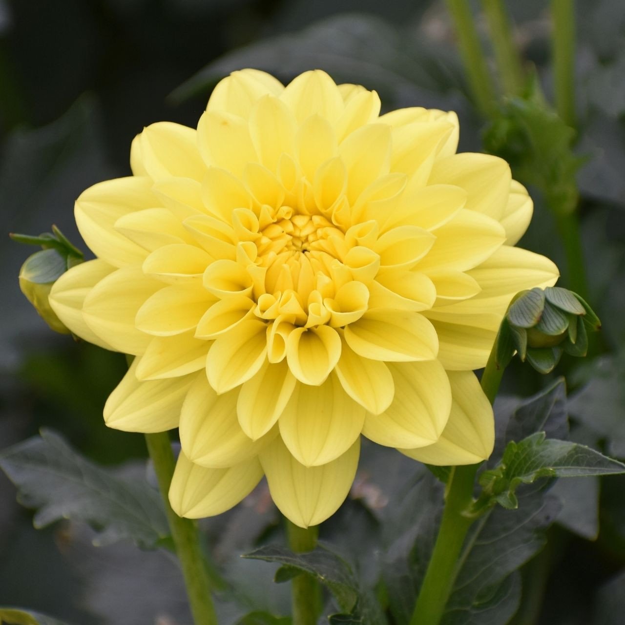 Dahlia Tuber - "Moon Lady"