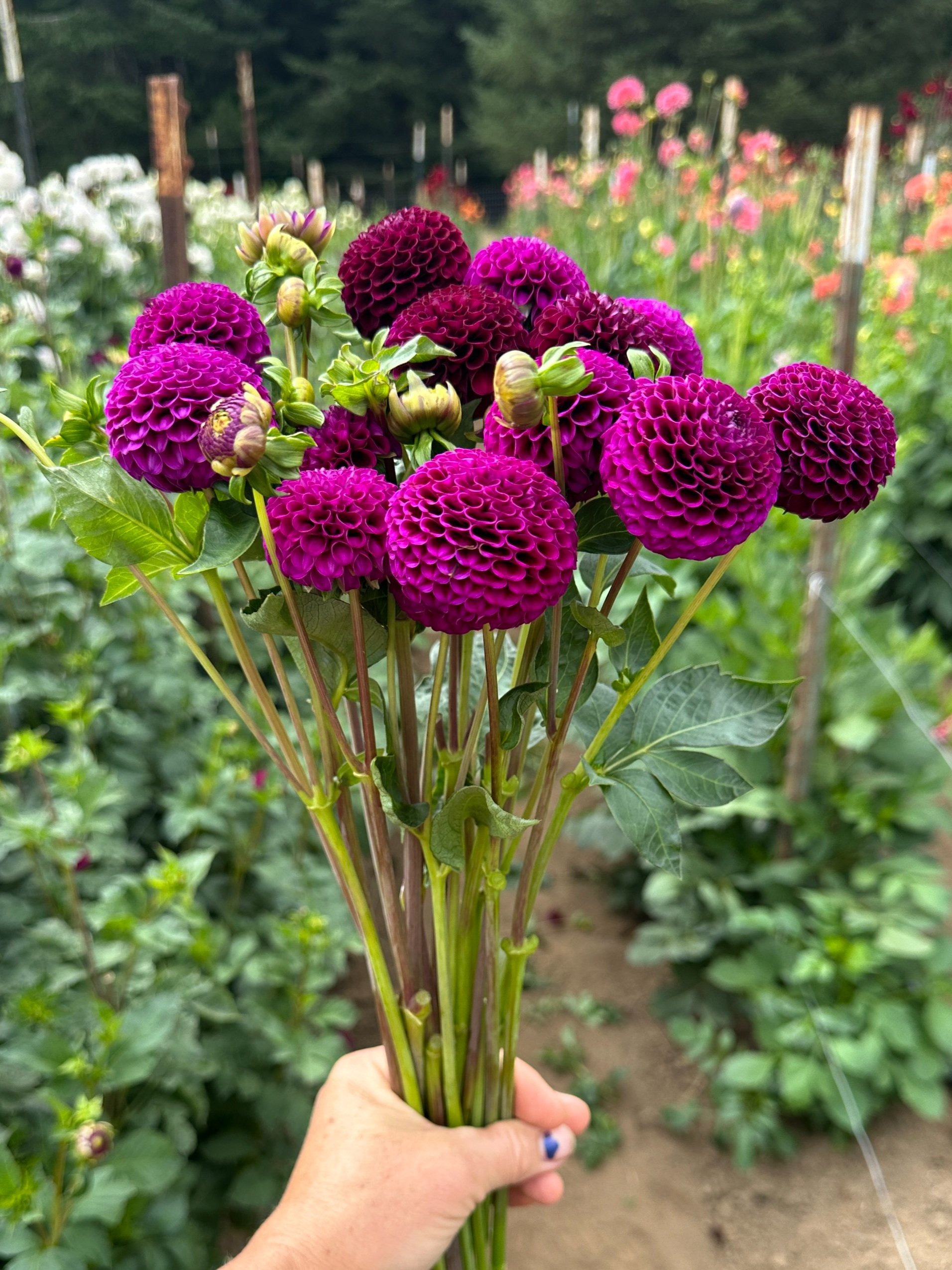 Dahlia Tuber - "Rocco"