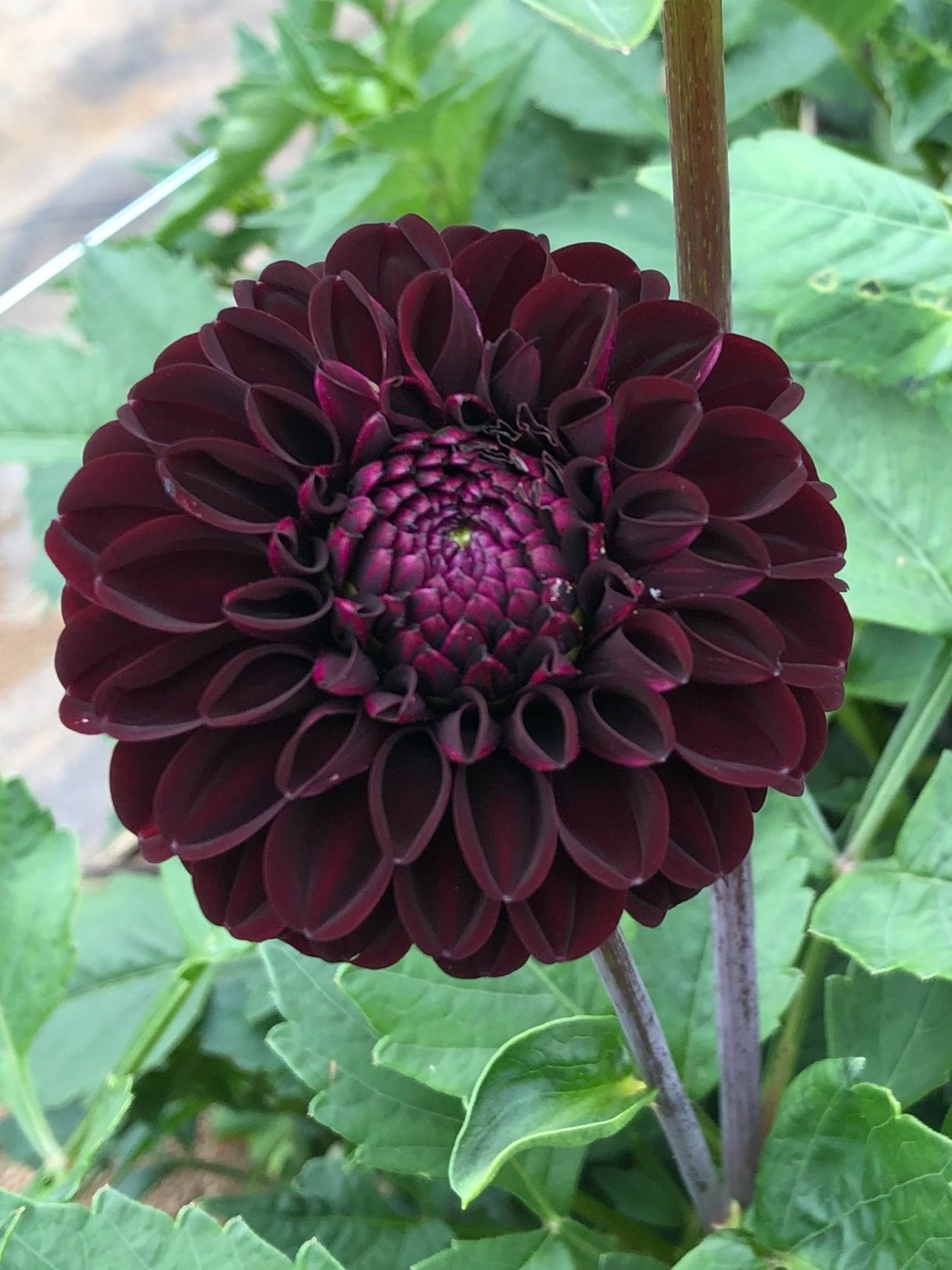 Dahlia Tuber - "Lights Out"