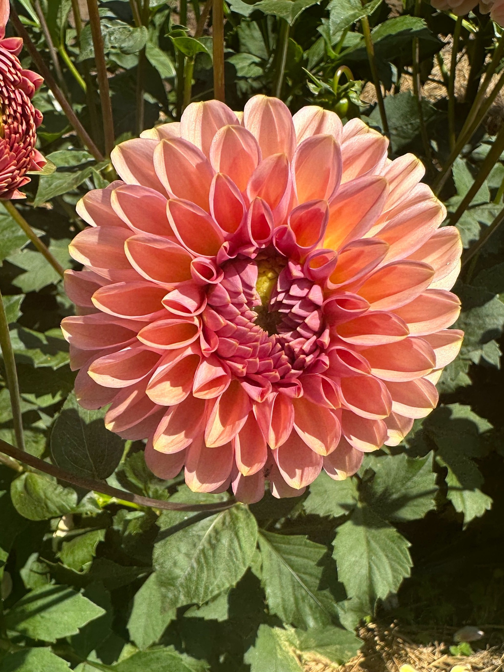 Dahlia Tuber - "Jowey Nicky"