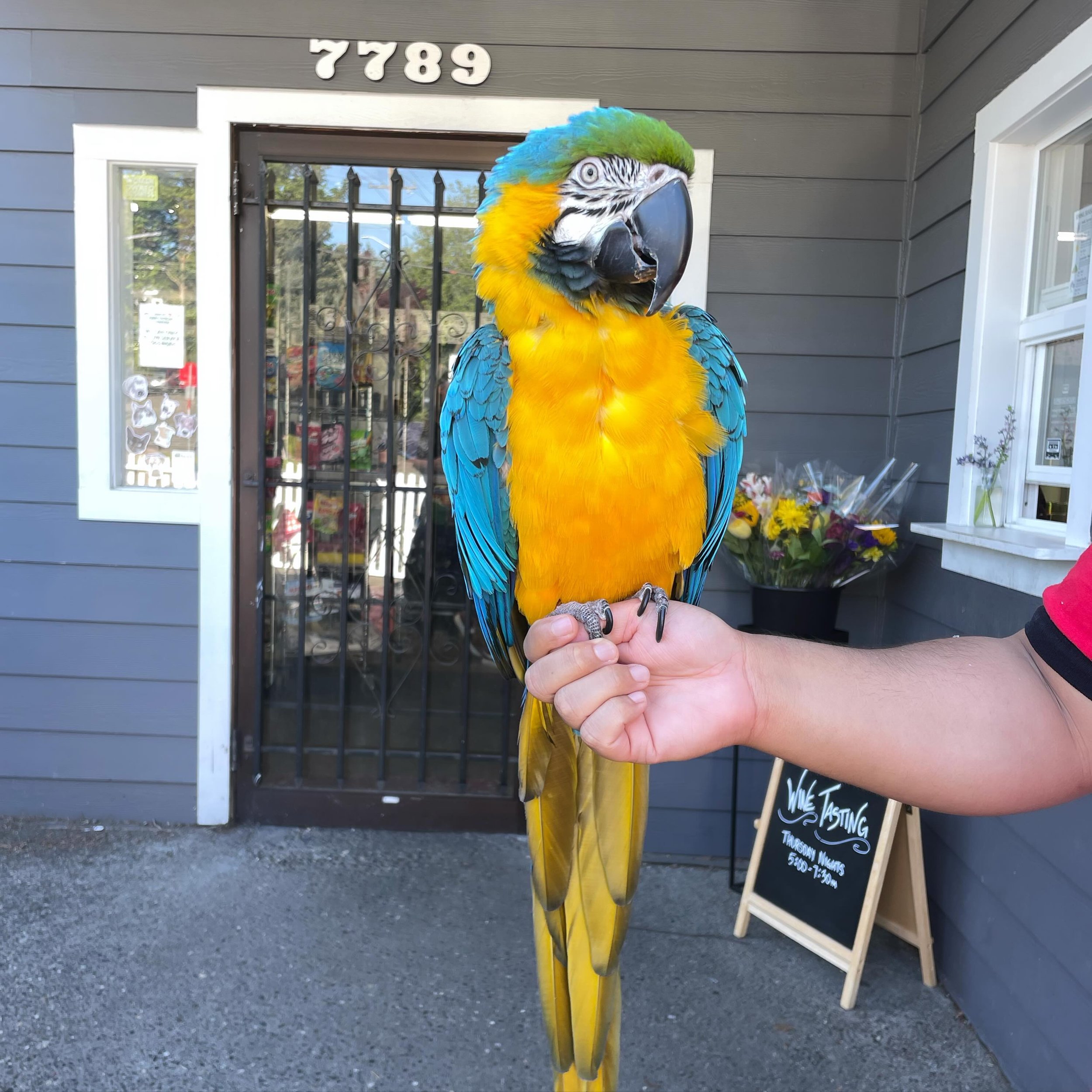 Everyone comes out for the food trucks on Thursdays! Thanks for hanging out at the corner store, Saki!

#🦜