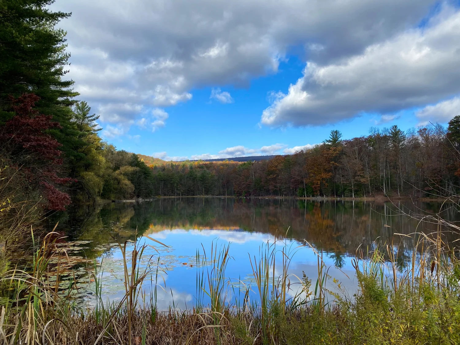 Friends of Golden Pond