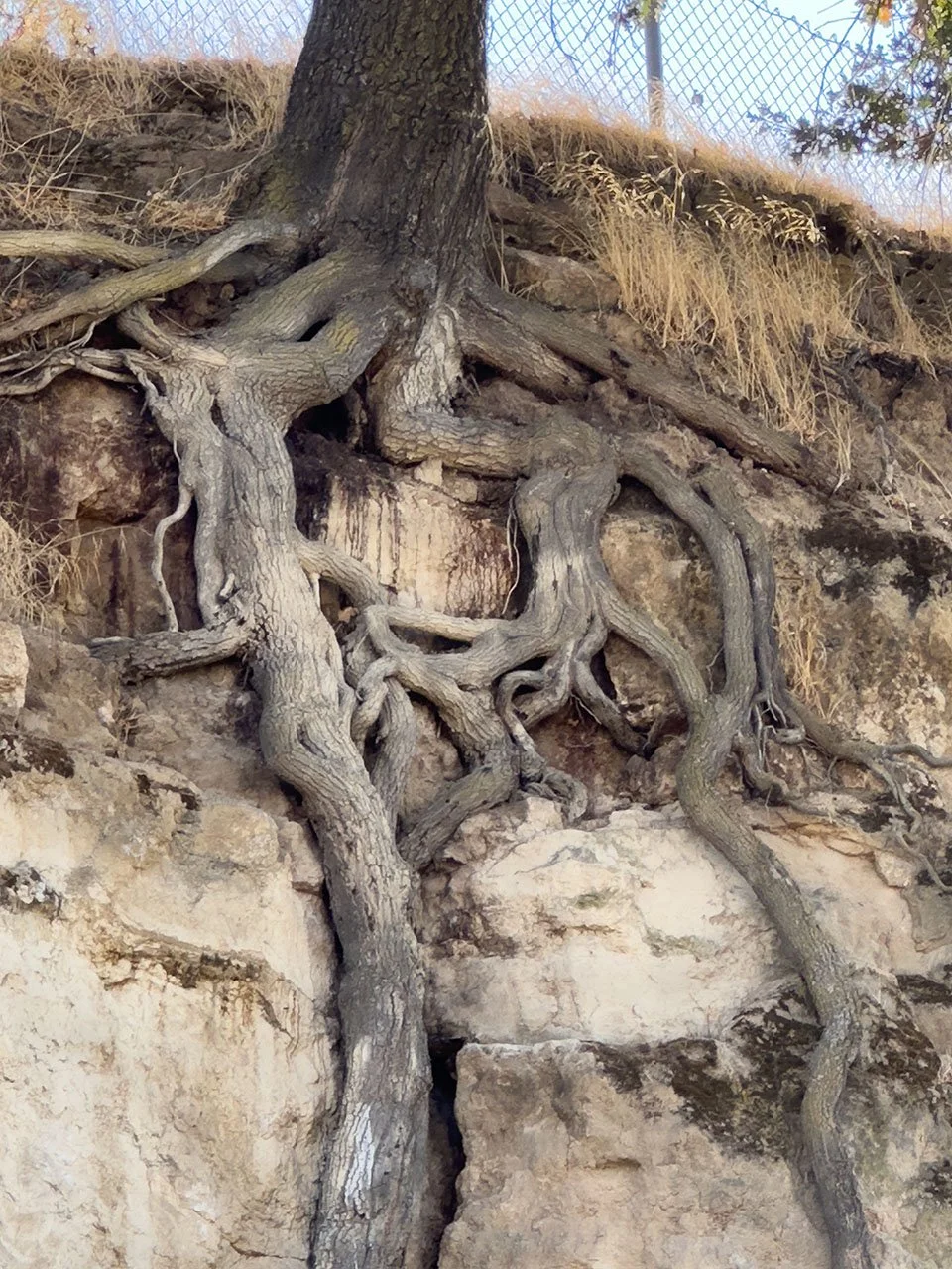 Photography Honorable Mention: "Roots - On The Edge," Joan Sharma
