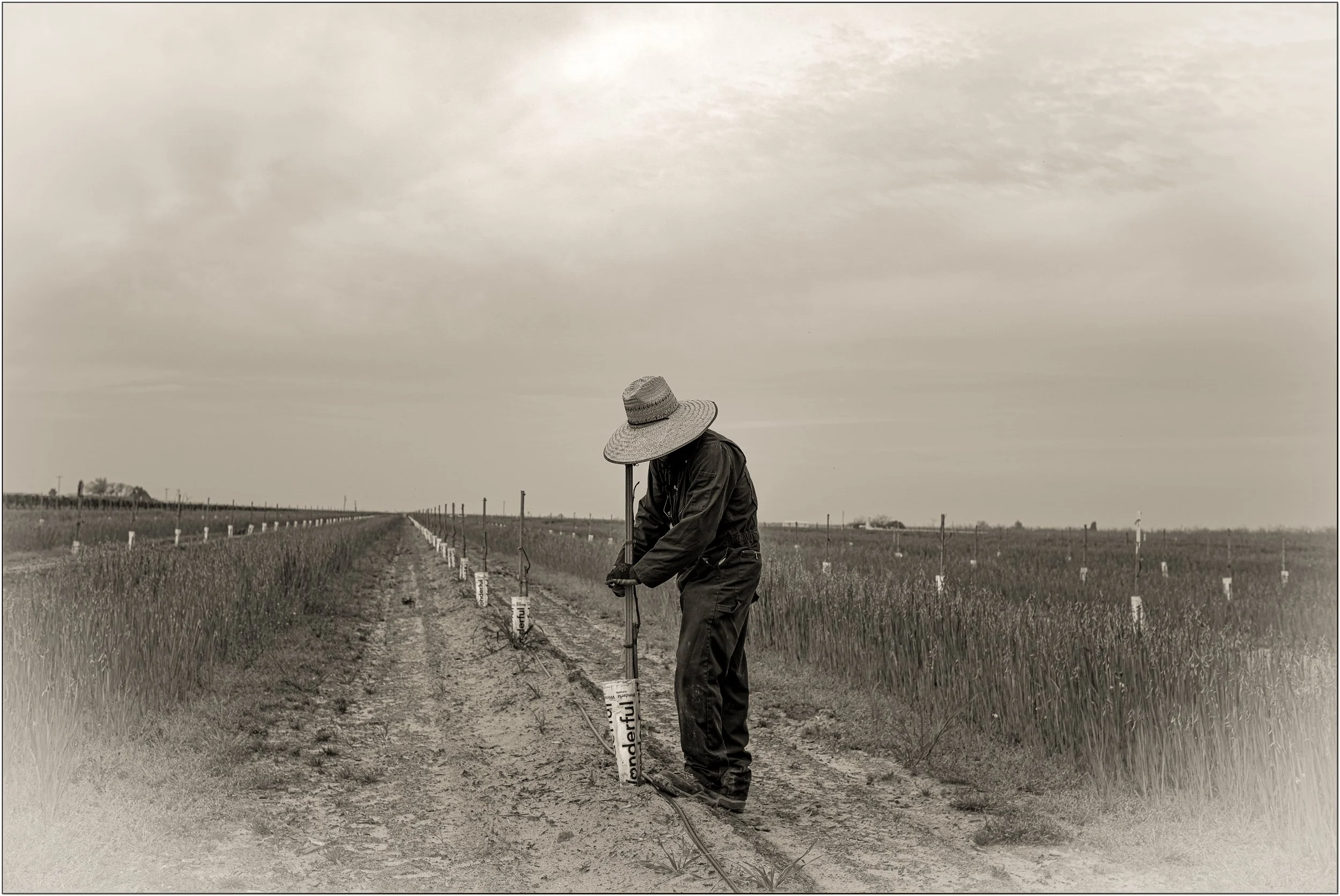 Photography 1st Place: "Kerman Pistachios," Michael Levy