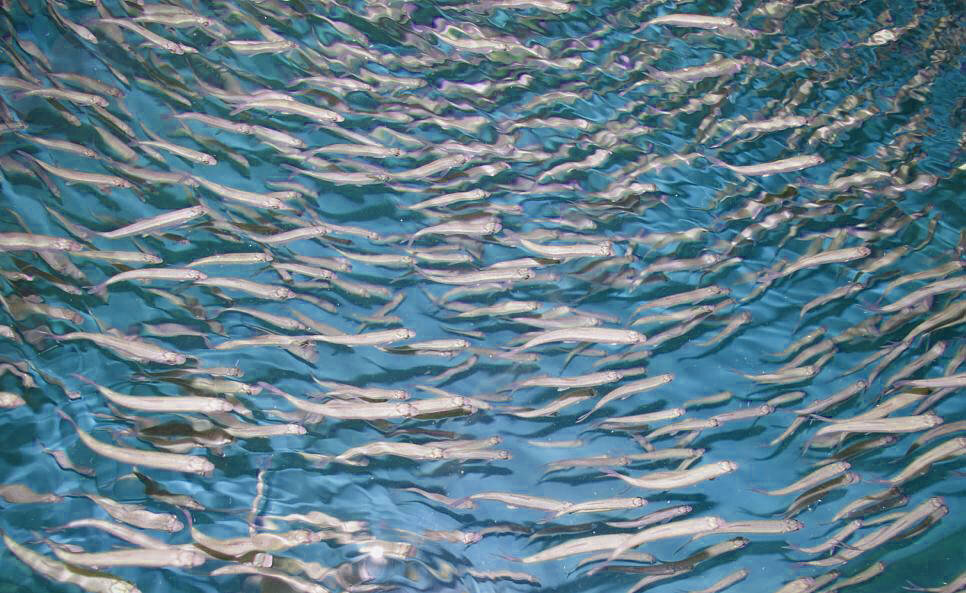 stockfish-blue_1000px.jpg