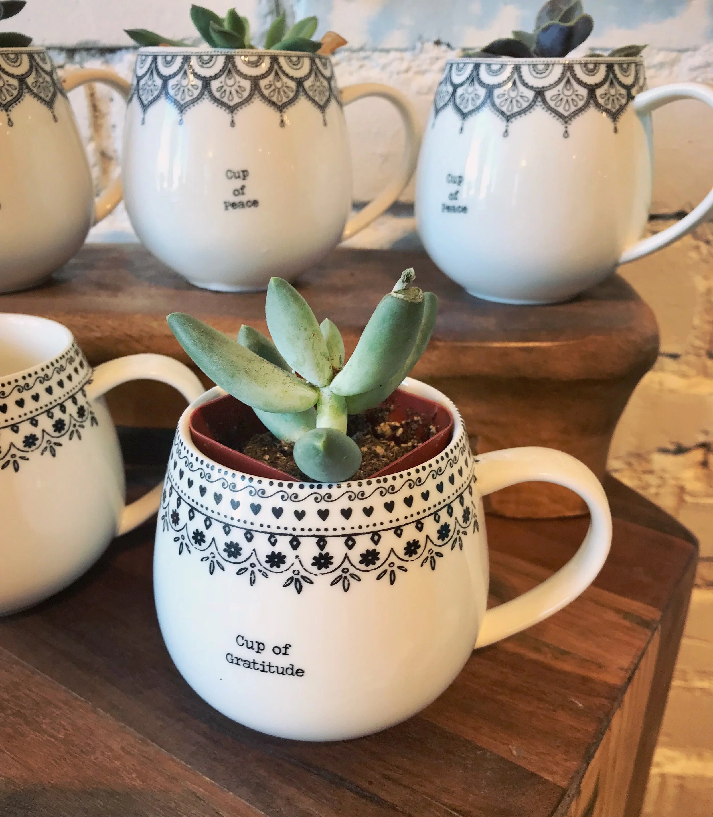 Cup of gratitude mugs with small agave plants inside