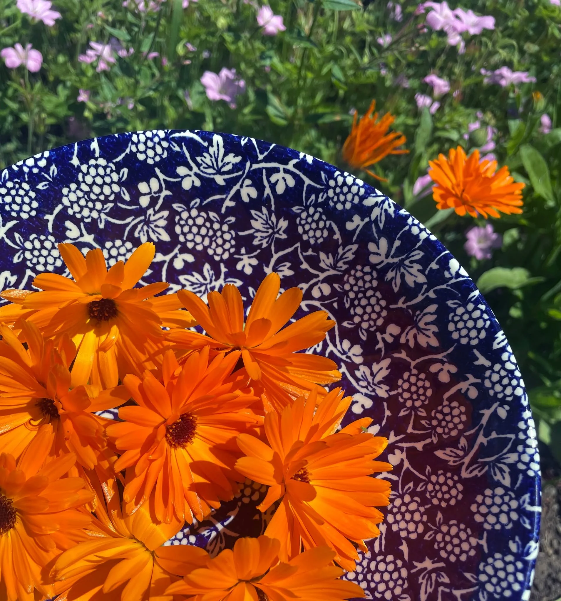 🌼☀️ Calendula: Sunshine in a Flower, Healing in Every Petal 💛🌿

My skin needs this beautiful healer now more than ever&mdash;her soothing, gentle medicine to calm dry, sore skin. Gentle yet powerful, calendula is one of the most versatile healers 