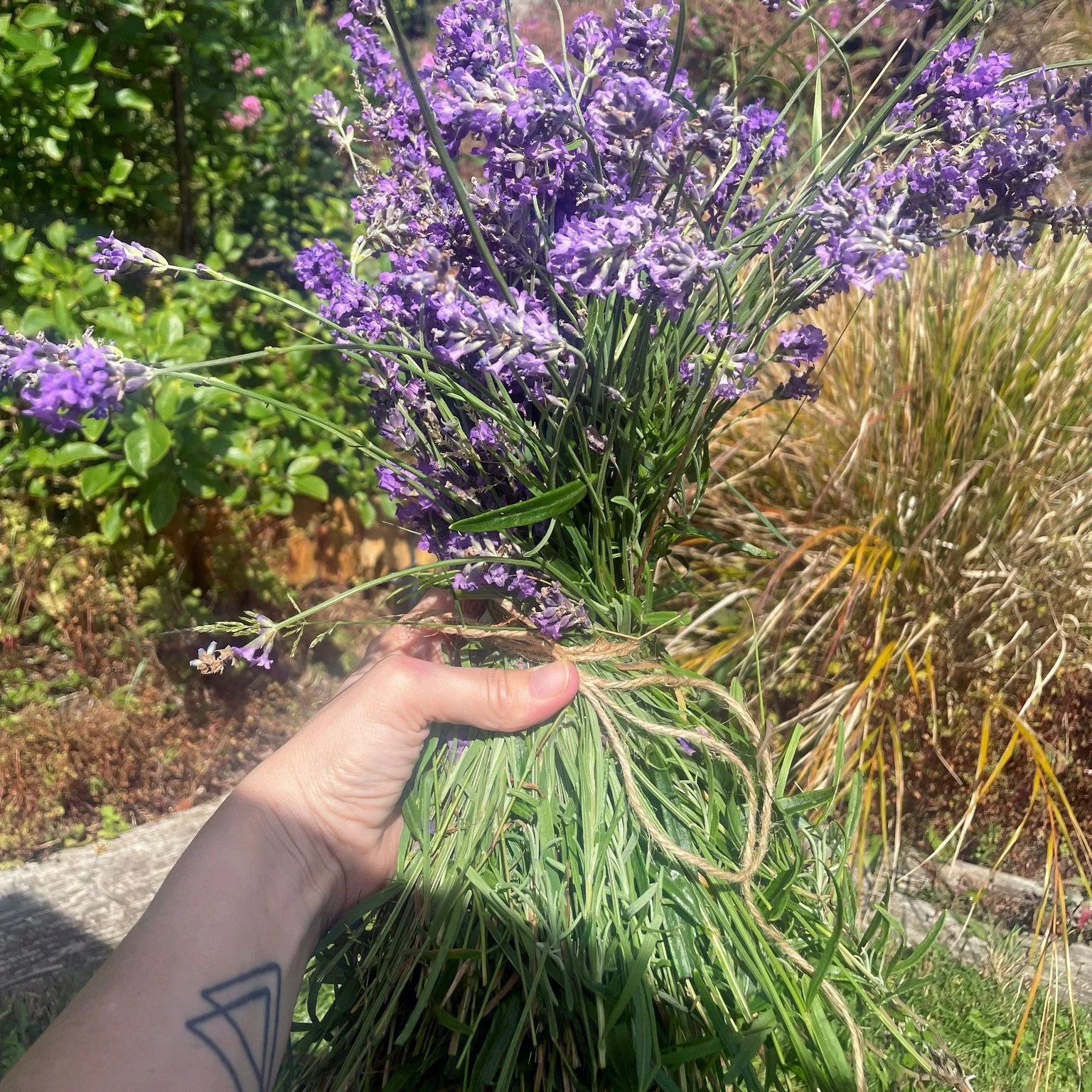 L A V E N D E R 💜

🌿💜 Gentle Strength for the Overwhelmed Heart 💜🌿

Lavender isn&rsquo;t just a pretty scent or a calming cup of tea. She&rsquo;s a steady hand on the shoulder, a deep breath in chaos, a floral balm for the frayed edges of your b