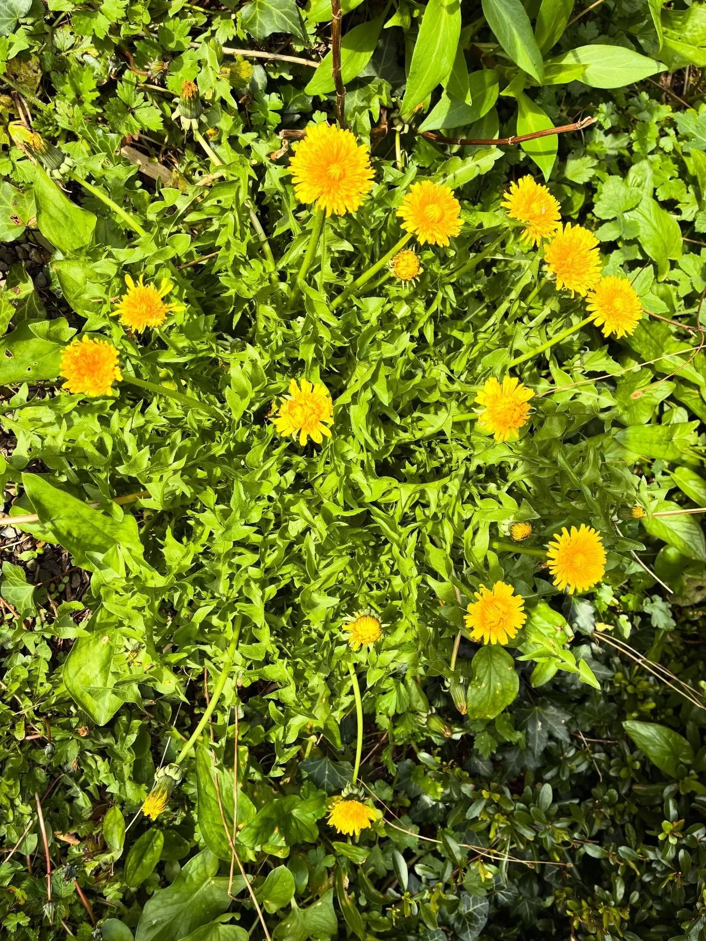 Taraxacum officinale 💛

There she is, back in the garden again, one of the most misunderstood plants, so often pulled up and destroyed as a pesky weed and nothing more. Yet this darling is one of nature&rsquo;s most abundant offerings.

She is a dee