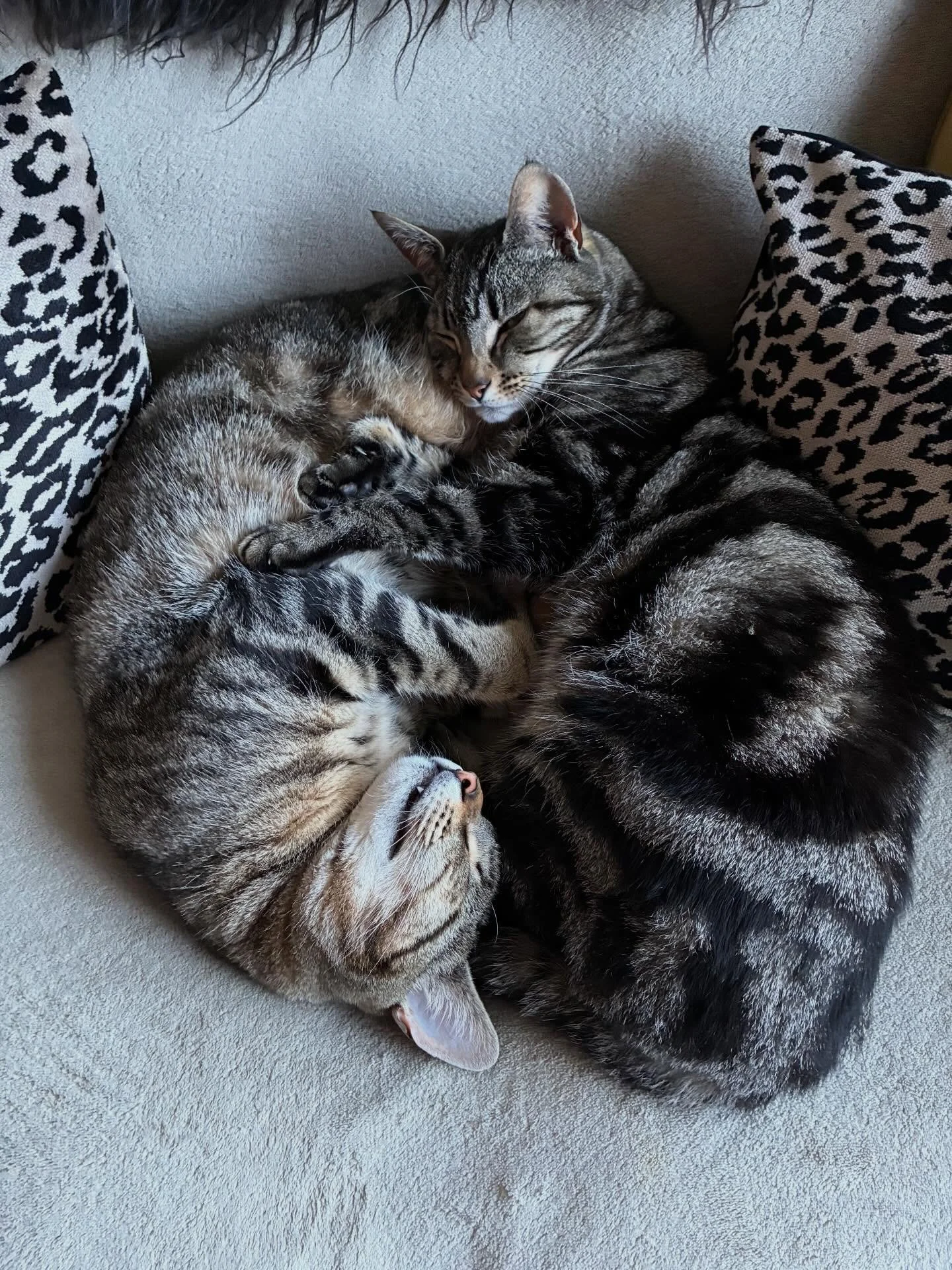 These two crack me up 🐾 Can be found most evenings entangled or on top of one and other 🐈 they should have been called Reilly1 and Reilly2 #thelifeofreilly #catsoﬁnsta