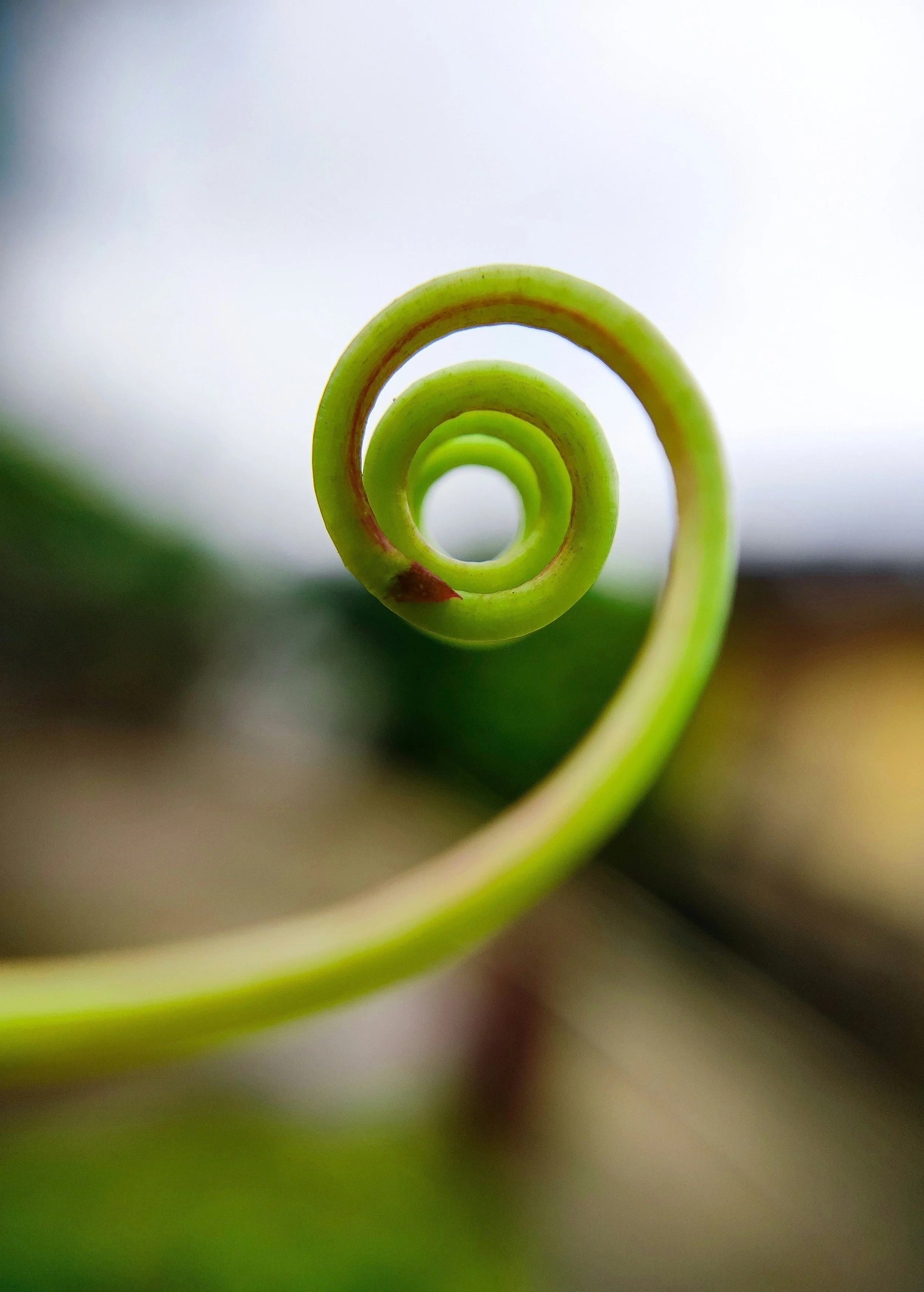 The Wandering Nerve