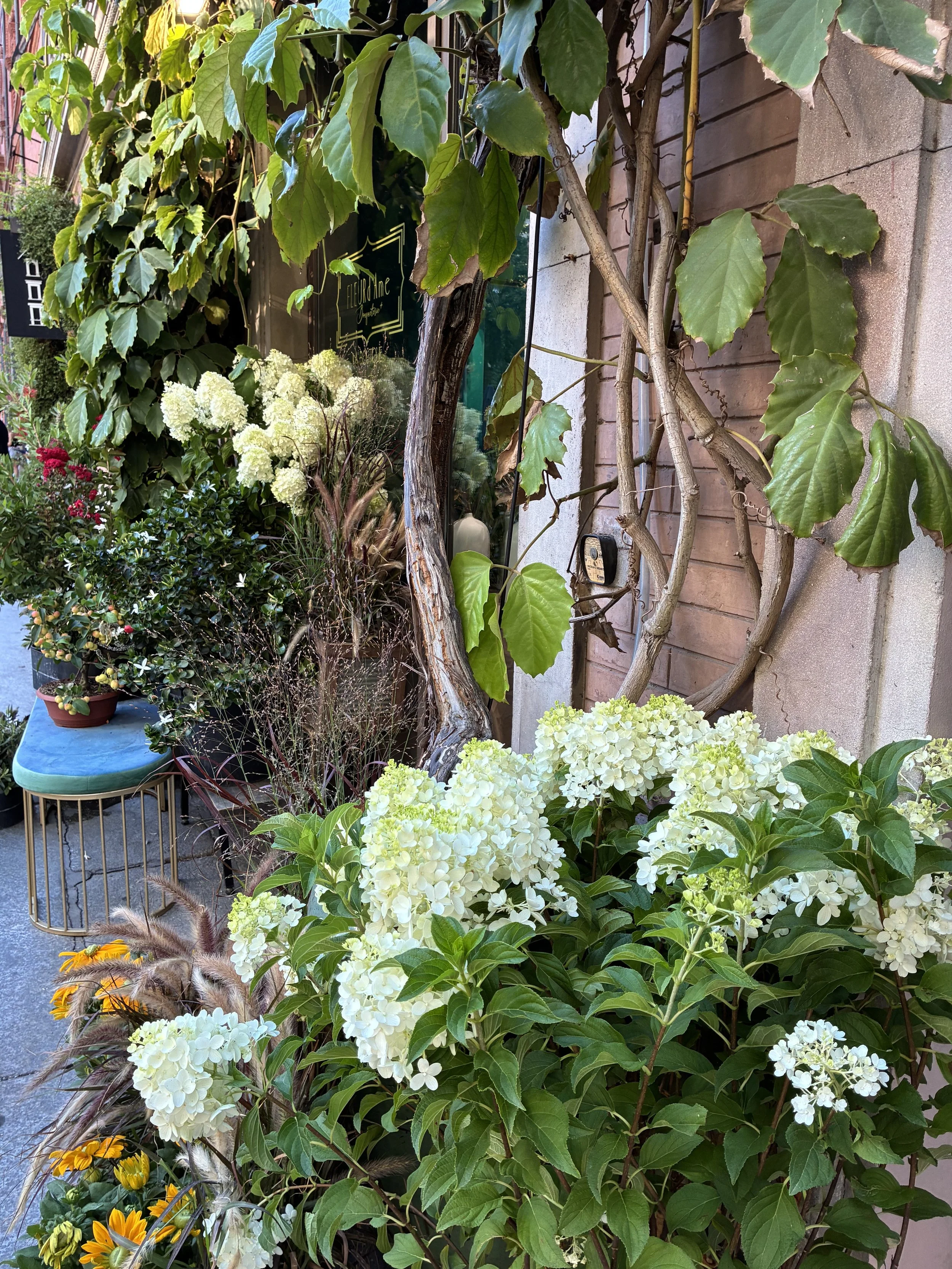To Know a Plant, Be With It