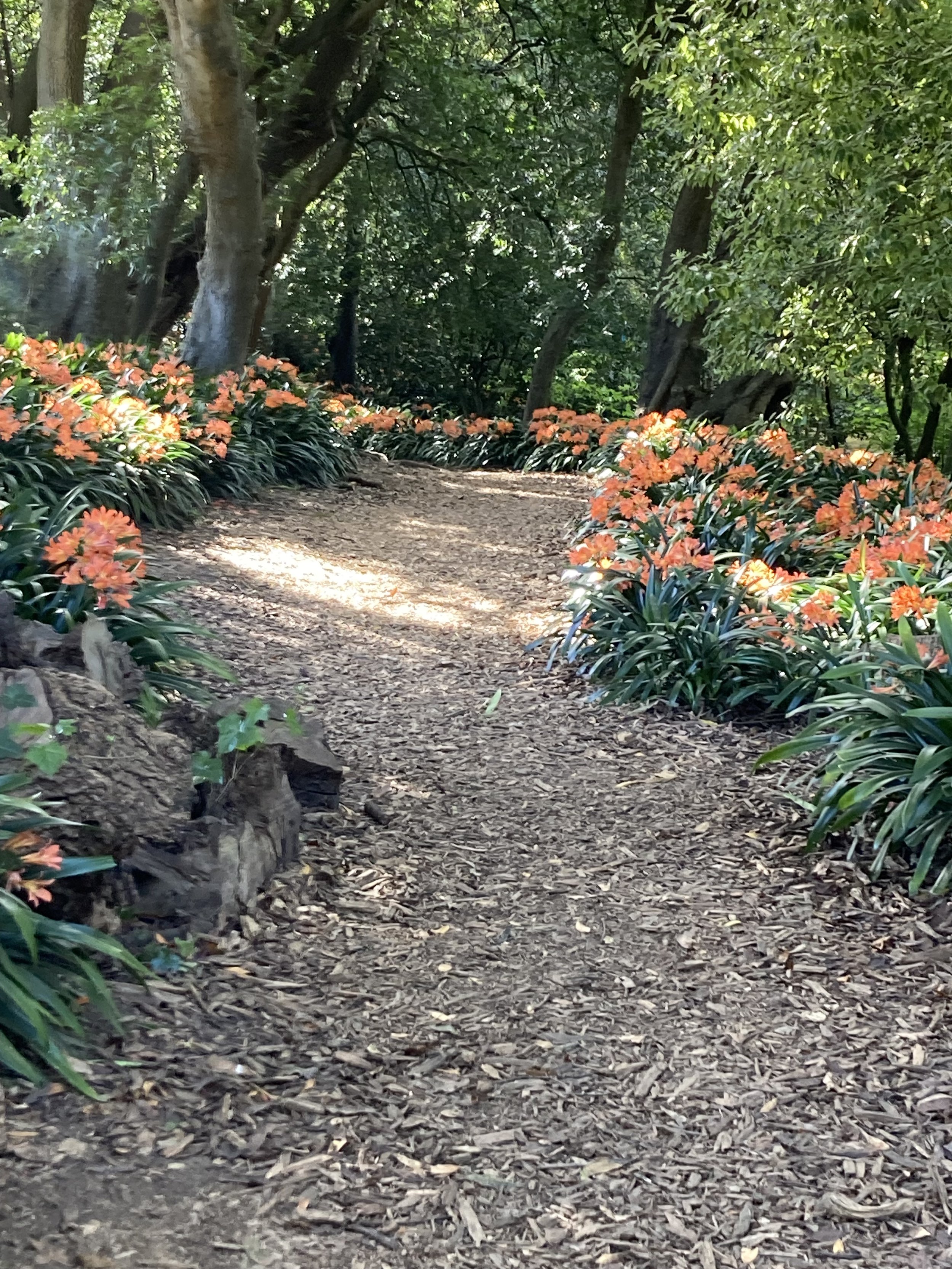A dirt path in a wooded area with green trees and bushes on either side, accented with orange flowers along the edges.