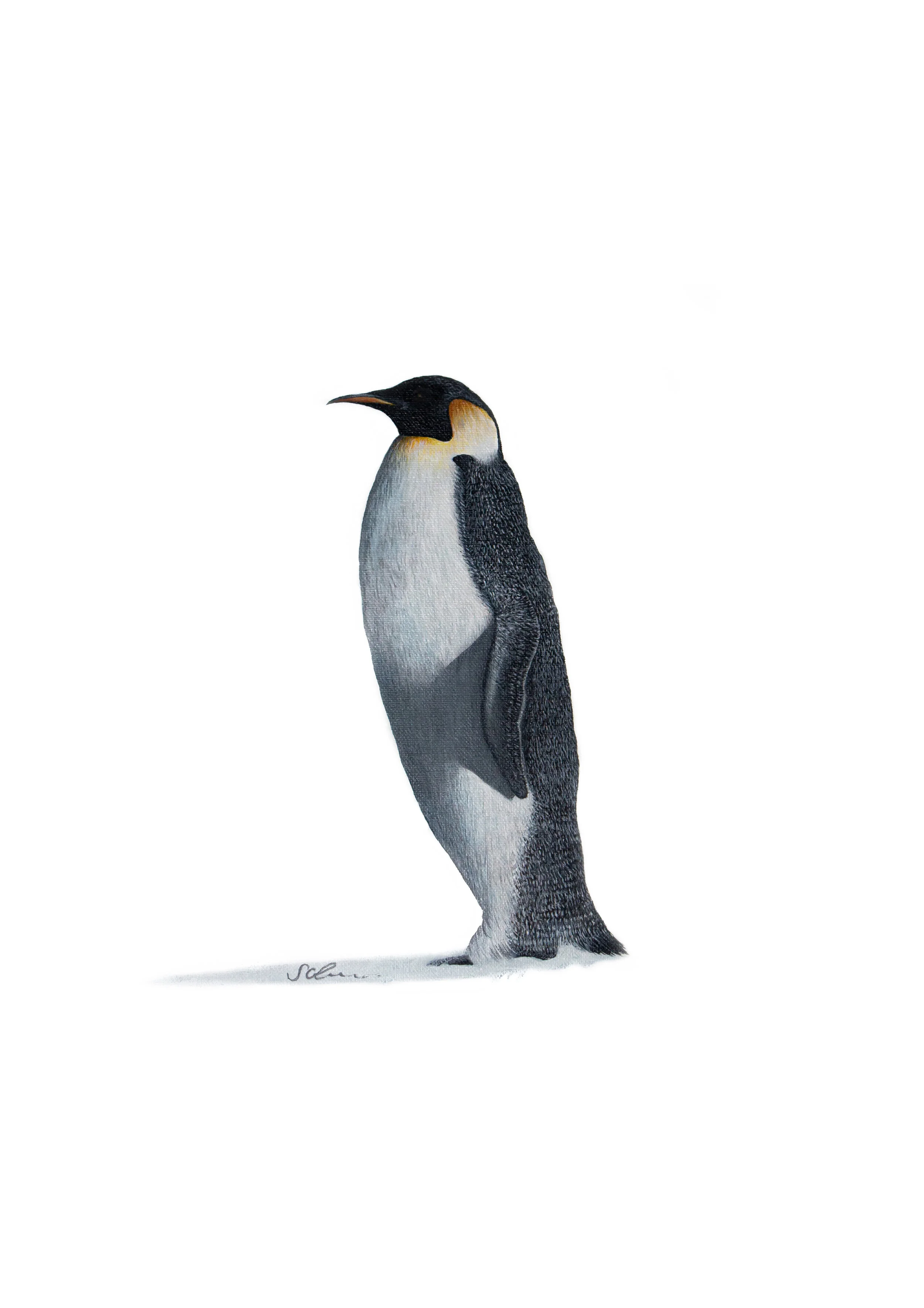 Penguin print by artist Sophie Green