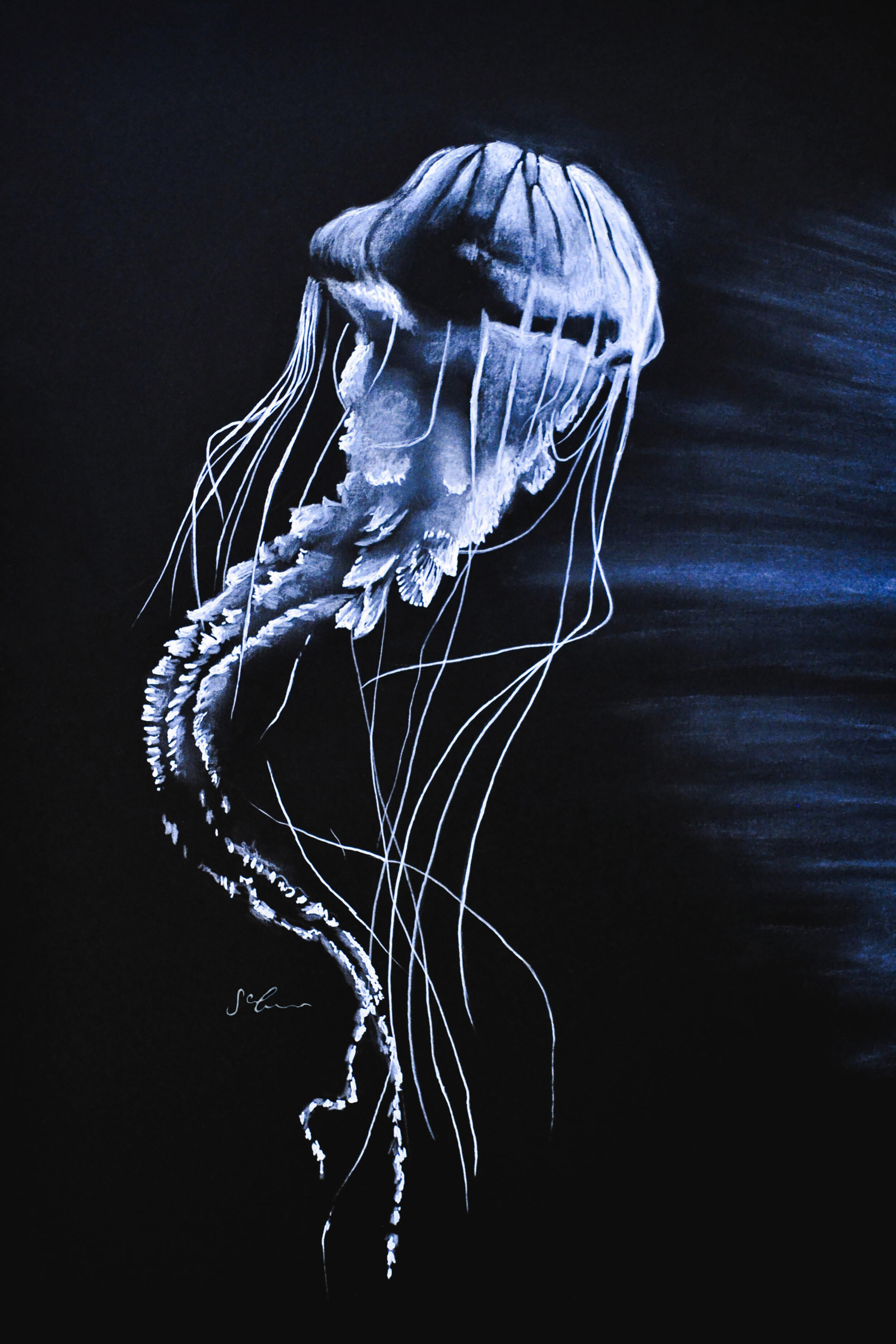 Jelly Fish print by artist Sophie Green