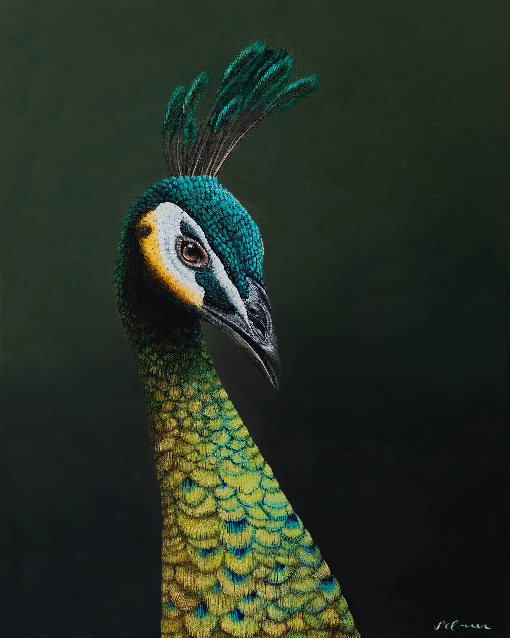 Peacock print by artist Sophie Green