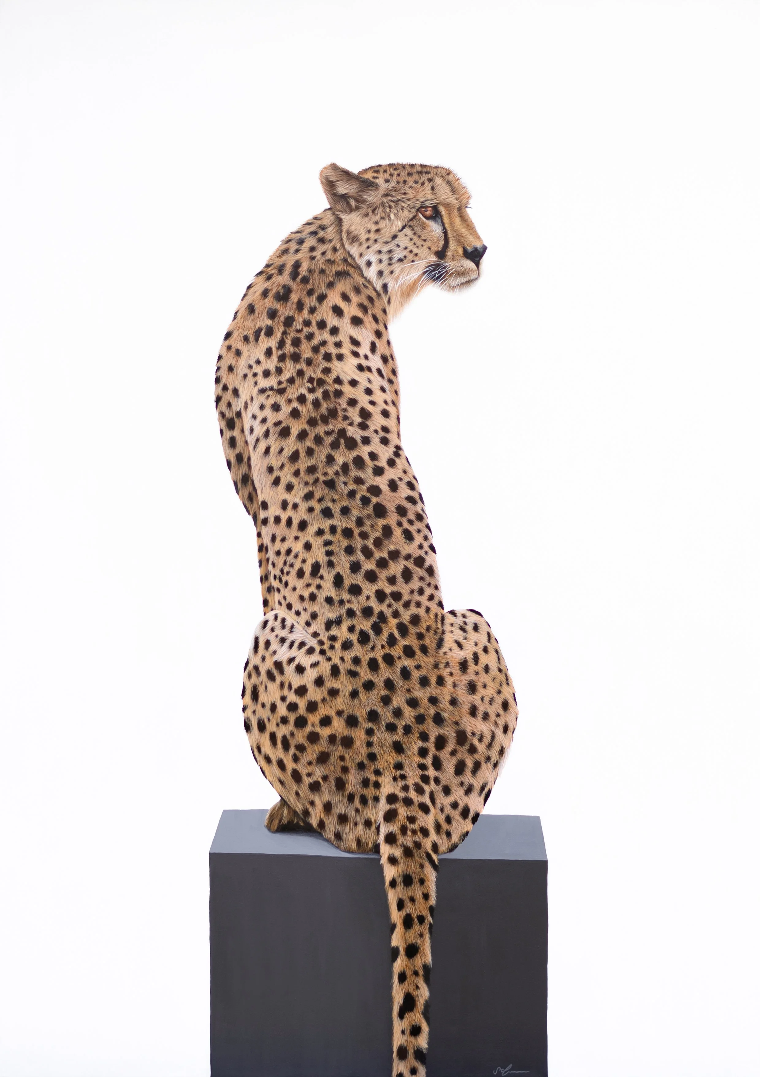 Cheetah by Sophie Green