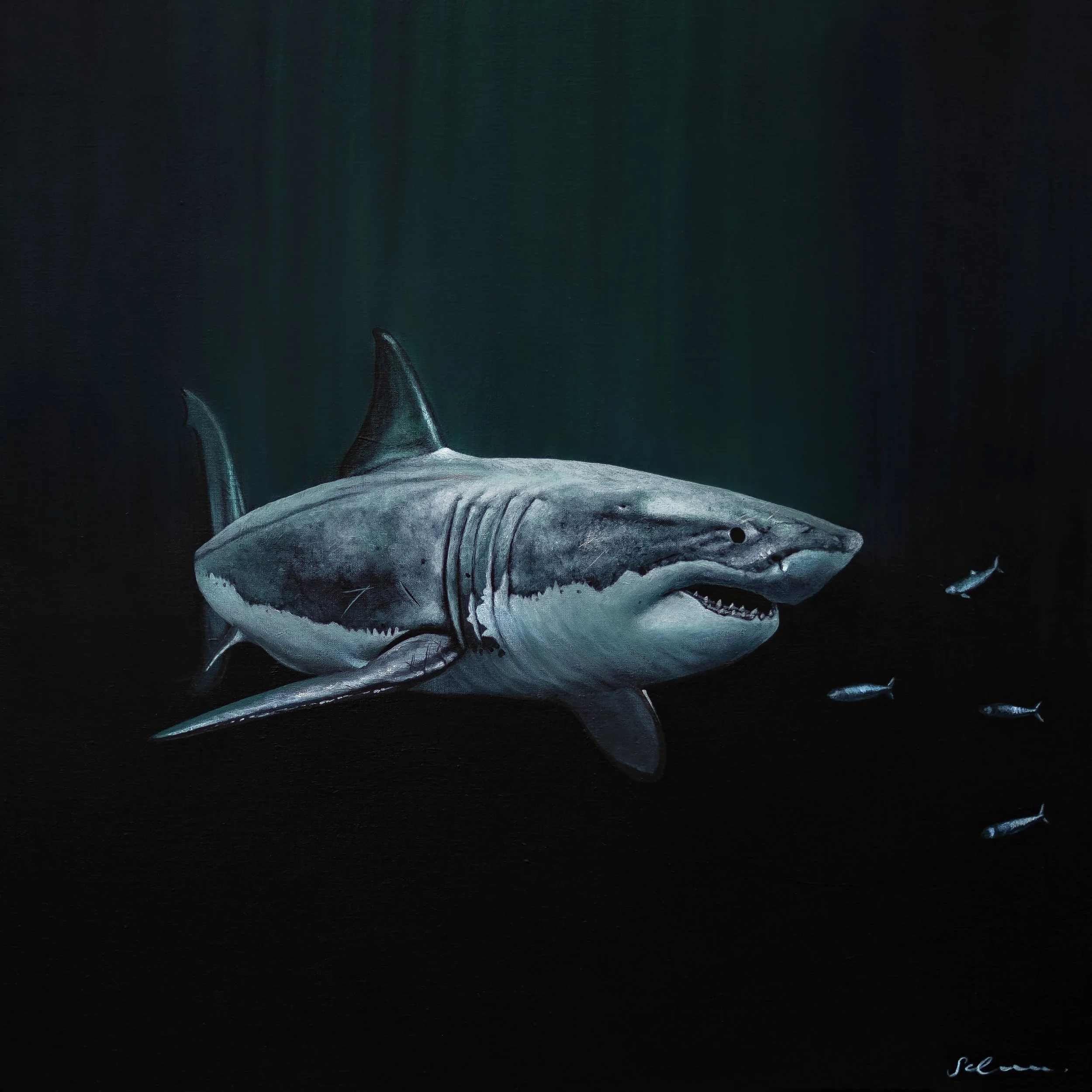 Shark2.jpg