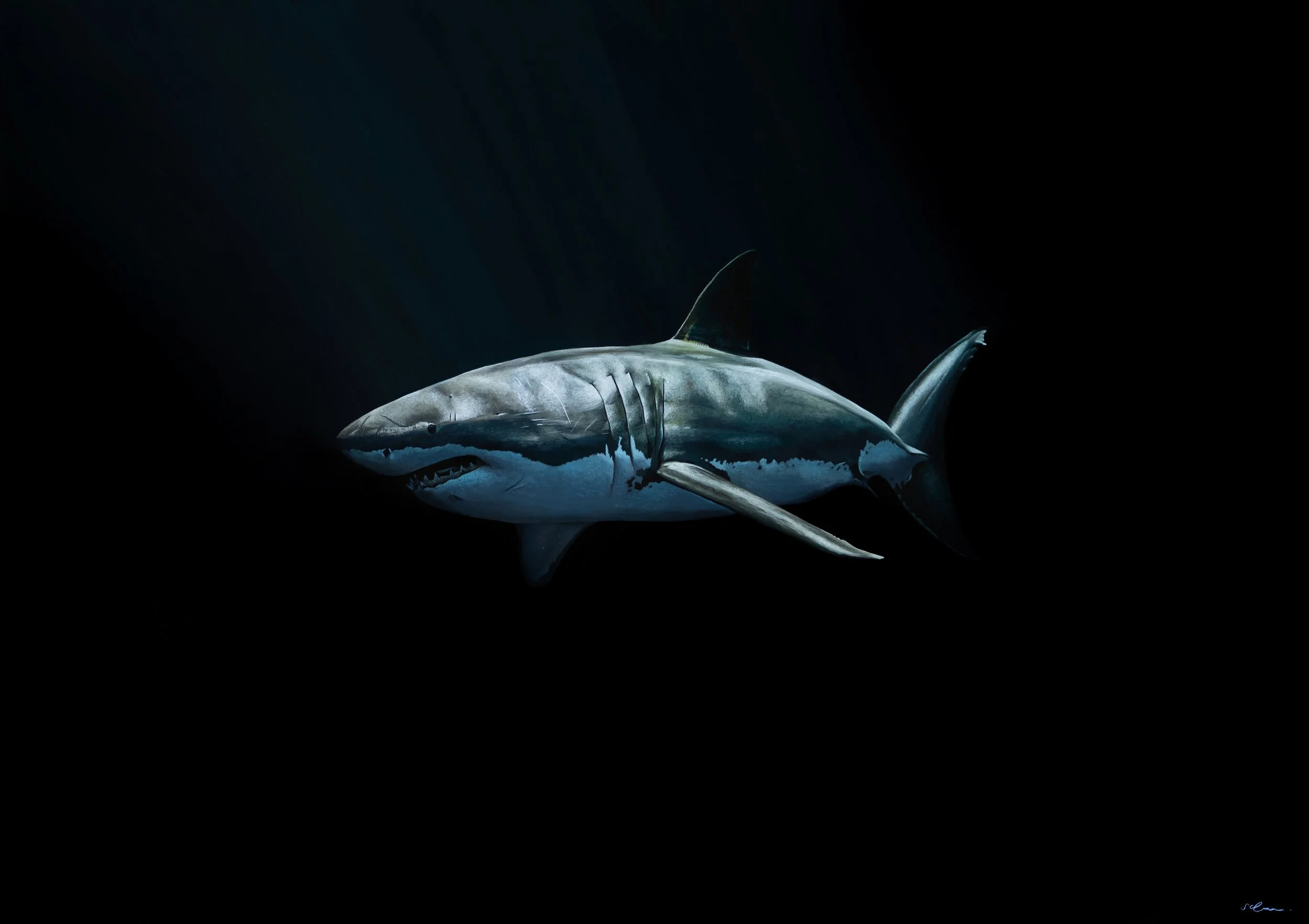 Shark print by artist Sophie Green