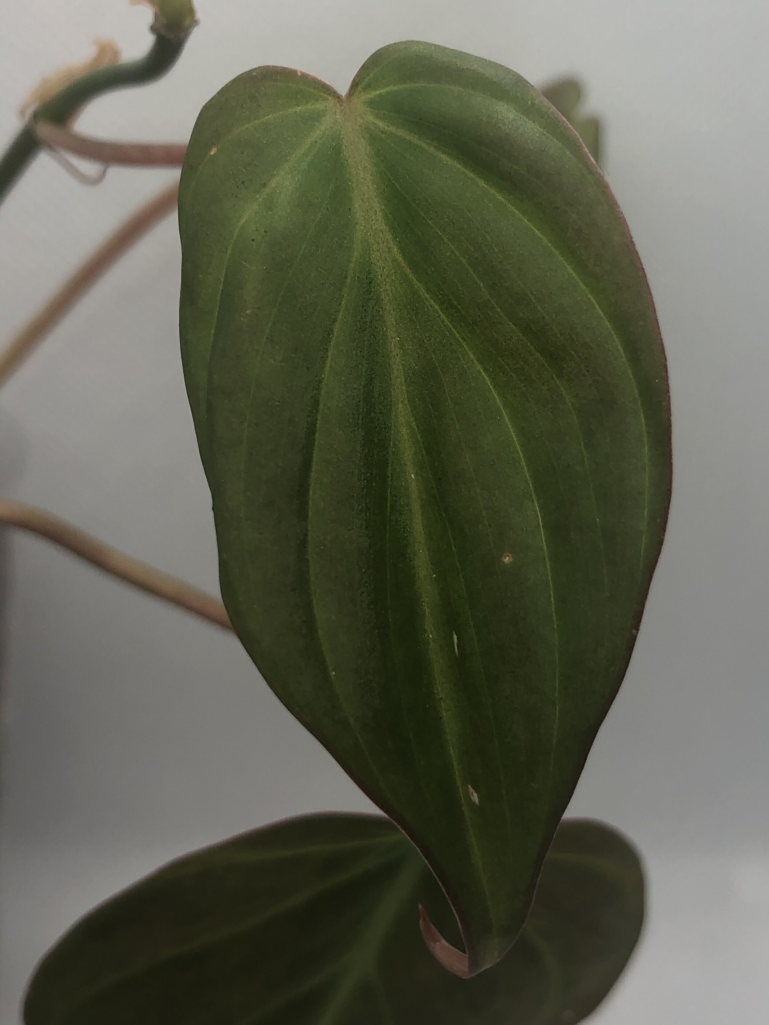 Philodendron hederaceum ‘micans’