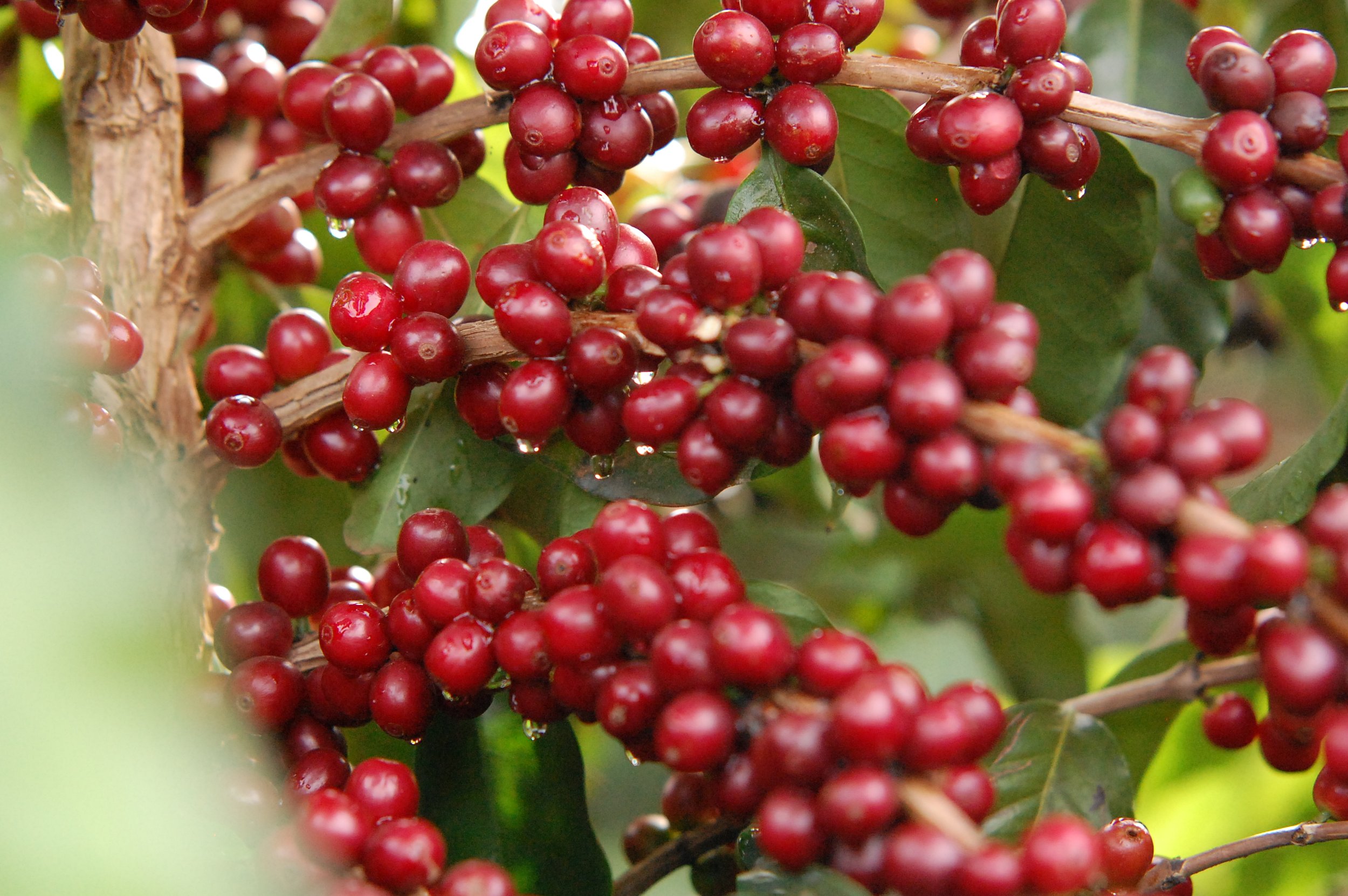 cerrado-coffee-experience_52516764633_o.jpg