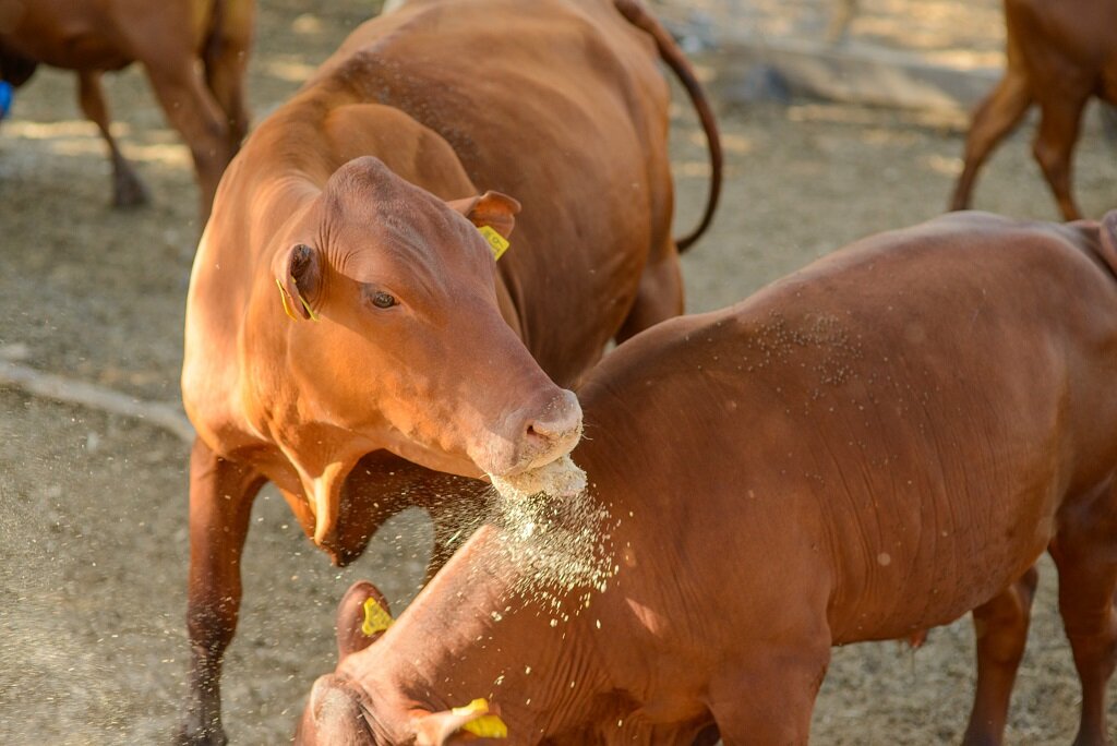 Red Poll Cattle