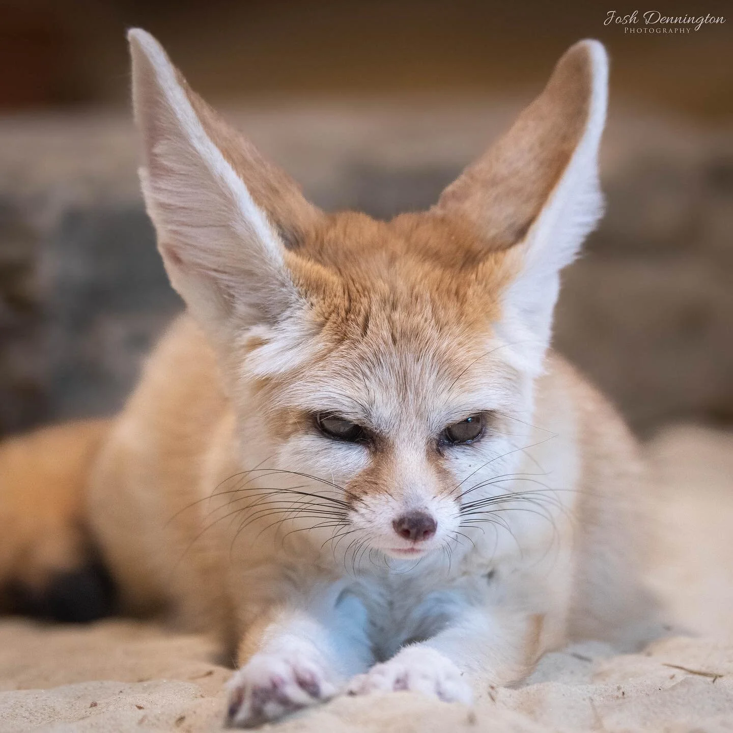 Fennec Fox tired out and ready to sleep @colchester_zoo
.
.
.
#colchester #colchesterzoo #zoo #fennec #fox #fennecfox #sahara #small #canid #foxes
#naturephotography #animal #bbcearth #photographer #wildlifephotography #wildlifeonearth #photooftheday