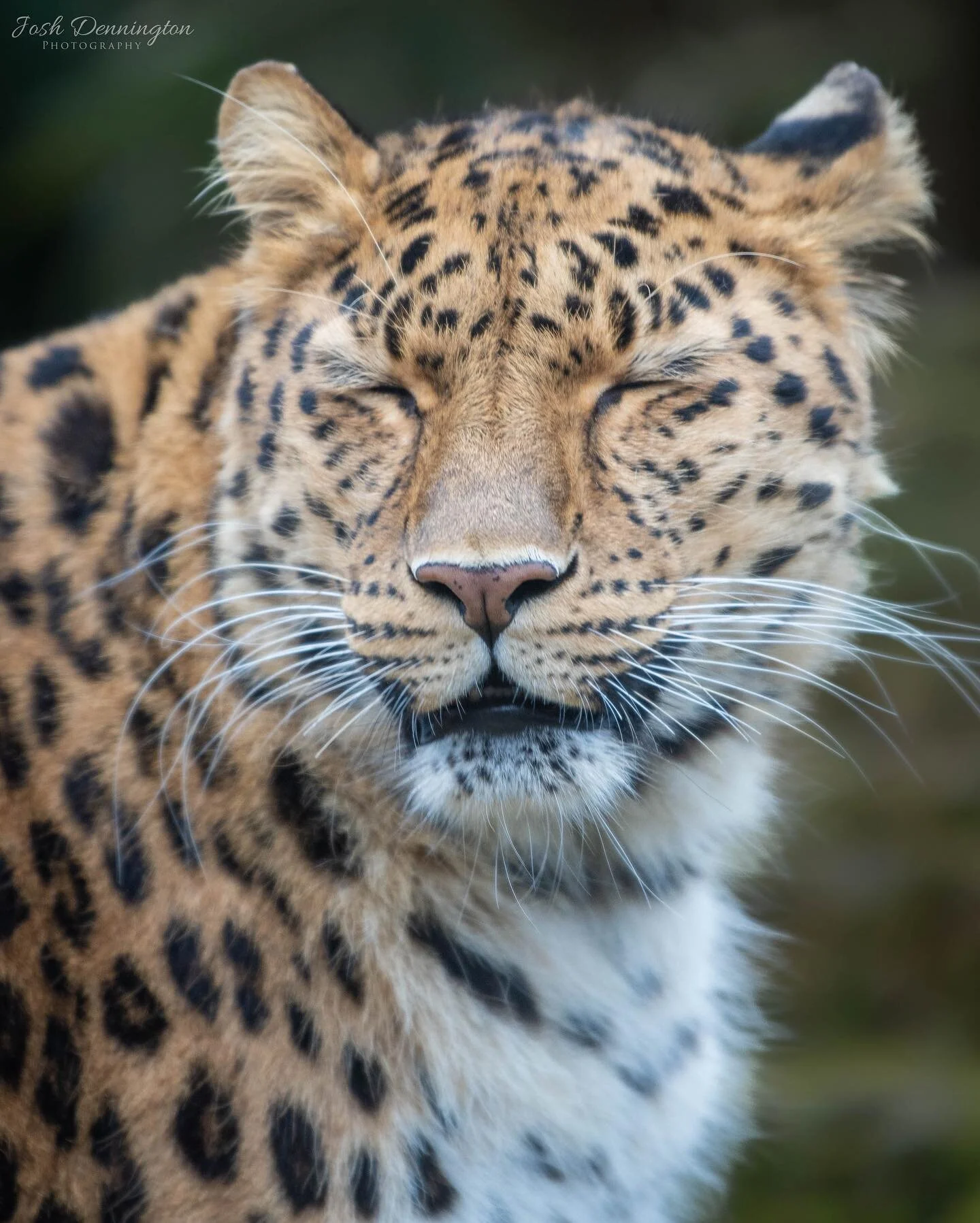 Amur Leopard pulling a face for the camera @colchester_zoo 
.
.
.
#caturday #amurleopard #leopard #leopards #amur #colchester #zoo #colchesterzoo #cat #bigcats #naturephotography #animal #bbcearth #photographer #wildlifephotography #wildlifeonearth #