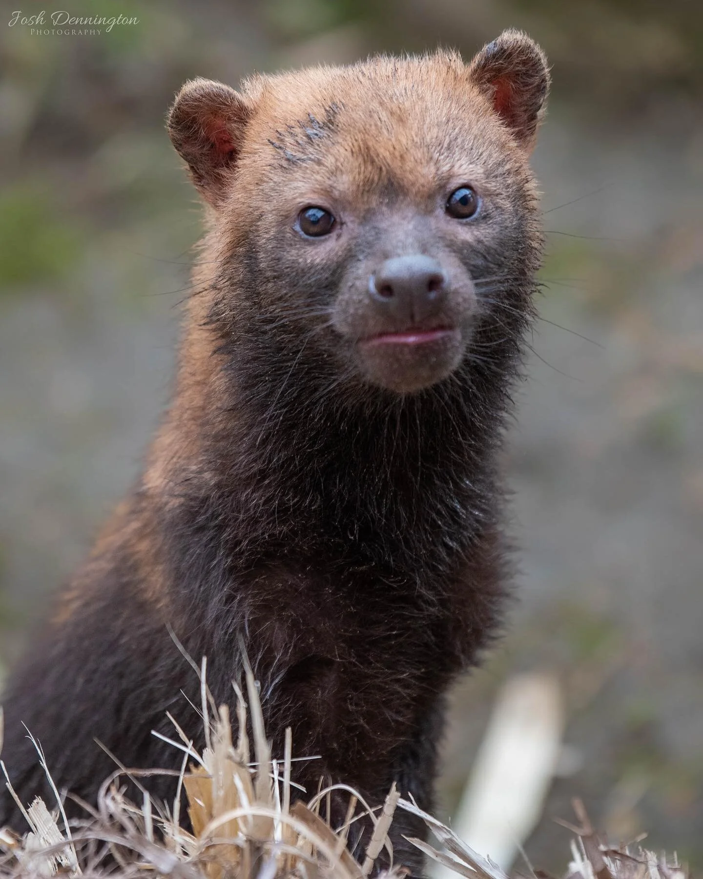 Bush Dog close up @colchester_zoo 
.
.
.

#BushDog
#ZooPhotography
#ZooLife
#WildlifePhotography
#AnimalPhotography
#ZooAnimals
#ZooLifePhotography
#AnimalLovers
#NaturePhotography
#AnimalKingdom
#ConservationPhotography
#EndangeredSpecies
#WildlifeC