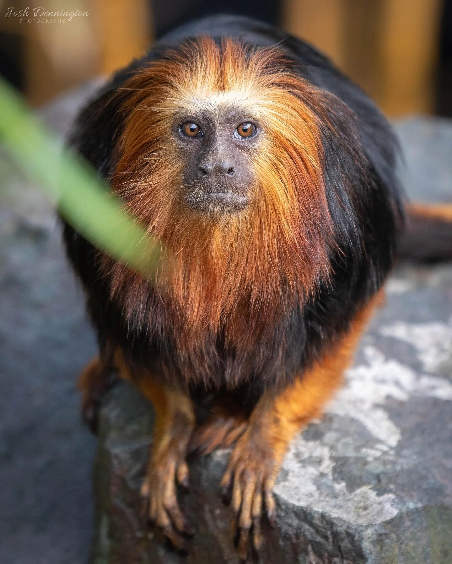 Golden Headed Lion Tamarin ready to jump @colchester_zoo 
.
.
.
#goldenheadedliontamarin #tamarin #golden #lion #smallprimates #primates #monkey #colchester #zoo #colchesterzoo #naturephotography #animal #bbcearth #photographer #wildlifephotography #