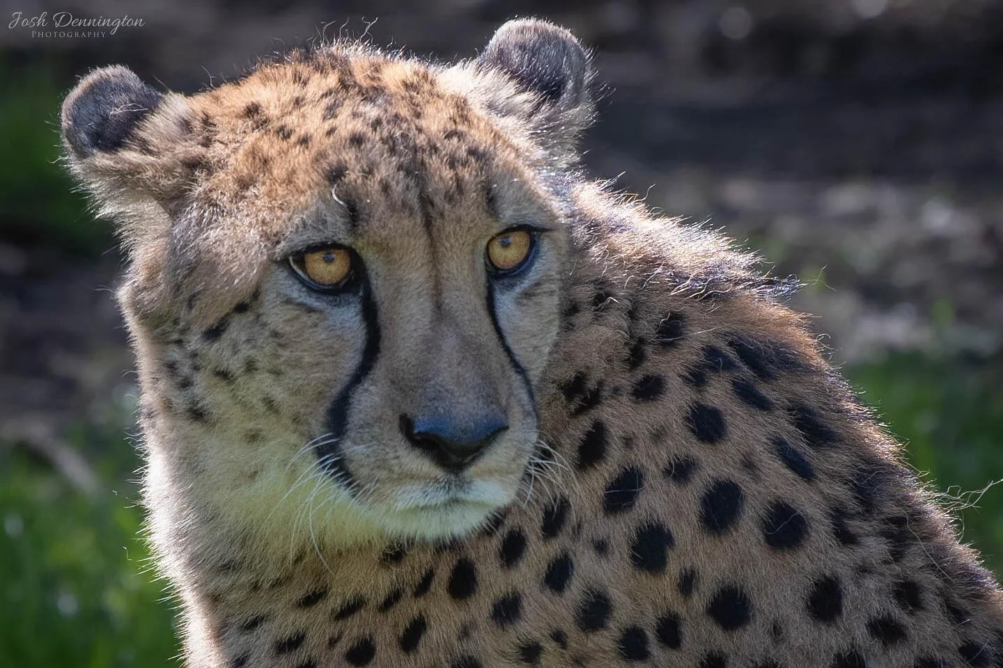 Cheetah enjoying the spring sunshine @colchester_zoo 
.
.
.
#caturday #cheetah #cheetahs #closeup #africa #colchester #zoo #colchesterzoo #cat #bigcats #naturephotography #animal #bbcearth #photographer #wildlifephotography #wildlifeonearth #photooft