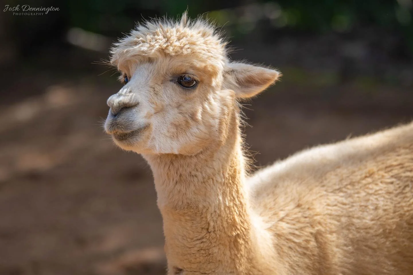 Alpaca soaking up the sun rays @colchester_zoo 
.
.
.
#alpaca #alpacas #southamerica #camelid #mammal #llama #colchester #colchesterzoo #zoo #americas #naturephotography #animal #bbcearth #photographer #wildlifephotography #wildlifeonearth #photoofth
