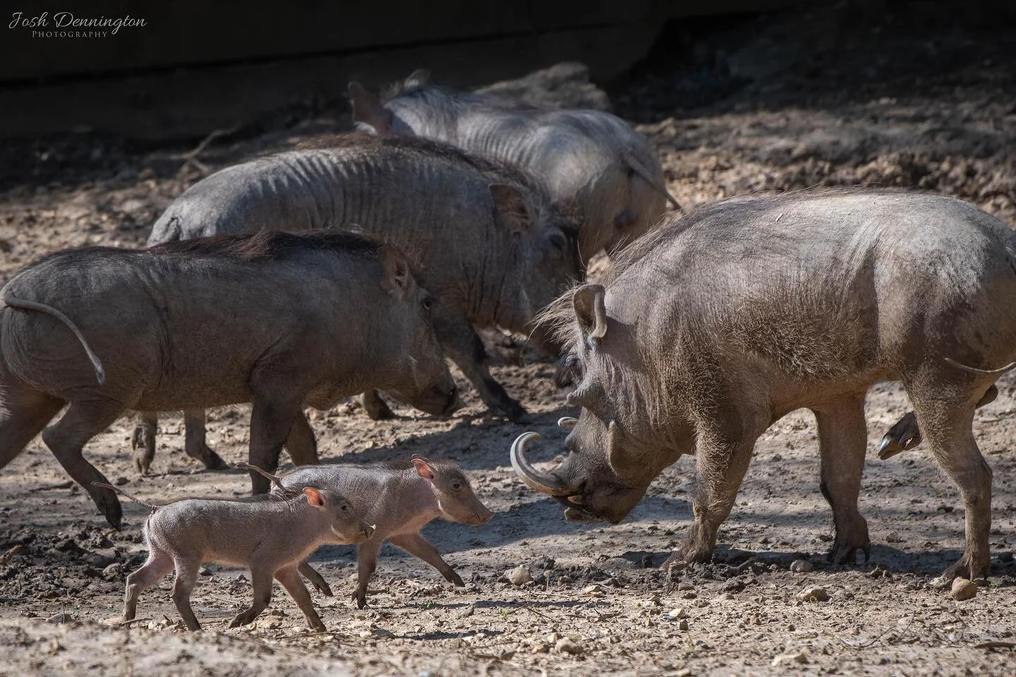 Warthog family day out @colchester_zoo 
.
.
.
#warthog #hog #pig #sahara #wart #piggies #africa #colchesterzoo #colchester #zoo#naturephotography #animal #bbcearth #photographer #wildlifephotography #wildlifeonearth #photooftheday #photography #nikon
