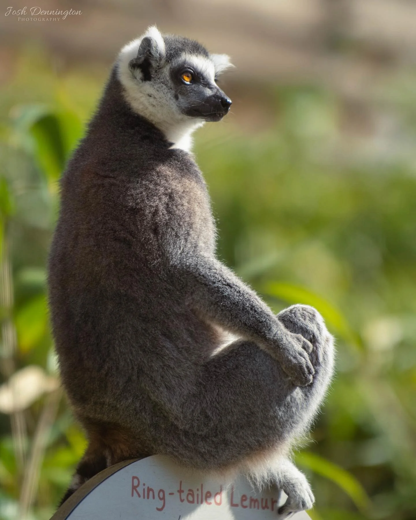Ring-tailed Lemur sitting on their sign so you know exactly who they are @colchester_zoo 
.
.
.
#colchester #colchesterzoo #zoo #ringtailedlemur #lemur #madagascar #lemurs #primates #monkey #naturephotography #animal #bbcearth #photographer #wildlife