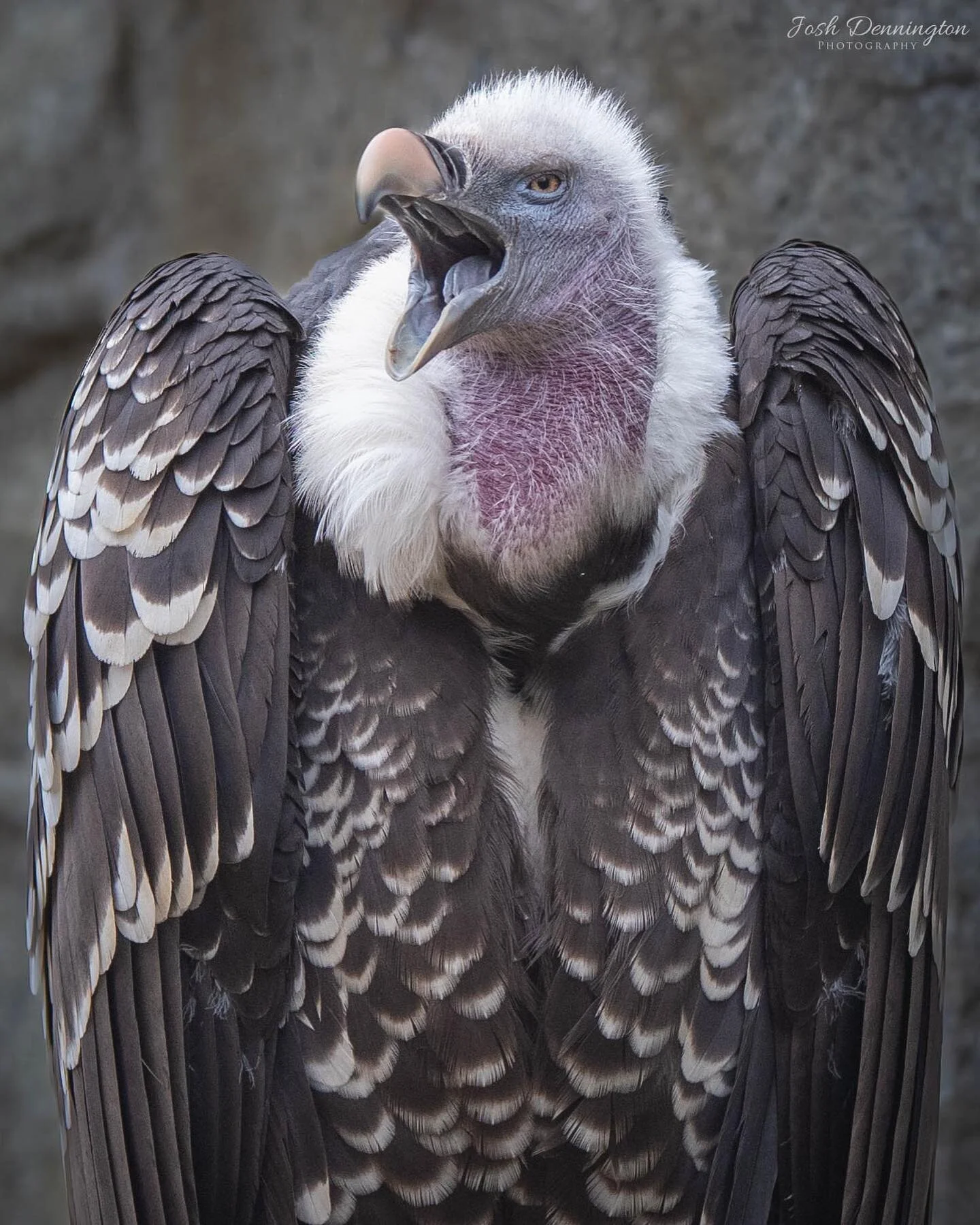 Vulture calling out @colchester_zoo 
.
.
.
#vulture #vultures #vulturesofinstagram #bird #birds #birdsofinstagram #africa #colchesterzoo #colchester #zoo #naturephotography #animal #bbcearth #photographer #africanimals #wildlifephotography #wildlifeo