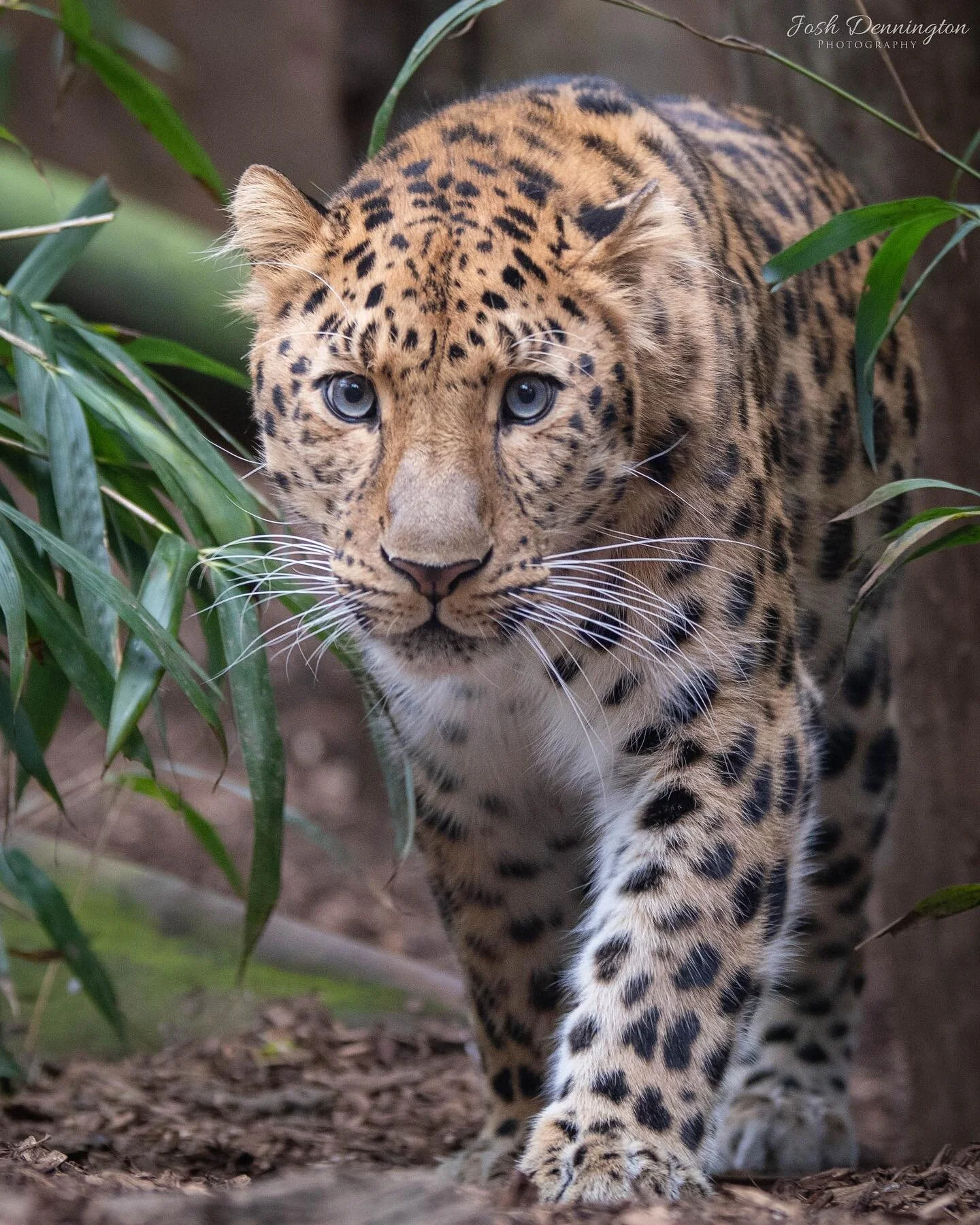 Amur Leopard on the prowl @colchester_zoo 
.
.
.
#amurleopard #leopard #leopards #amur #colchester #zoo #colchesterzoo #cat #bigcats #naturephotography #animal #bbcearth #photographer #wildlifephotography #wildlifeonearth #photooftheday #photography 