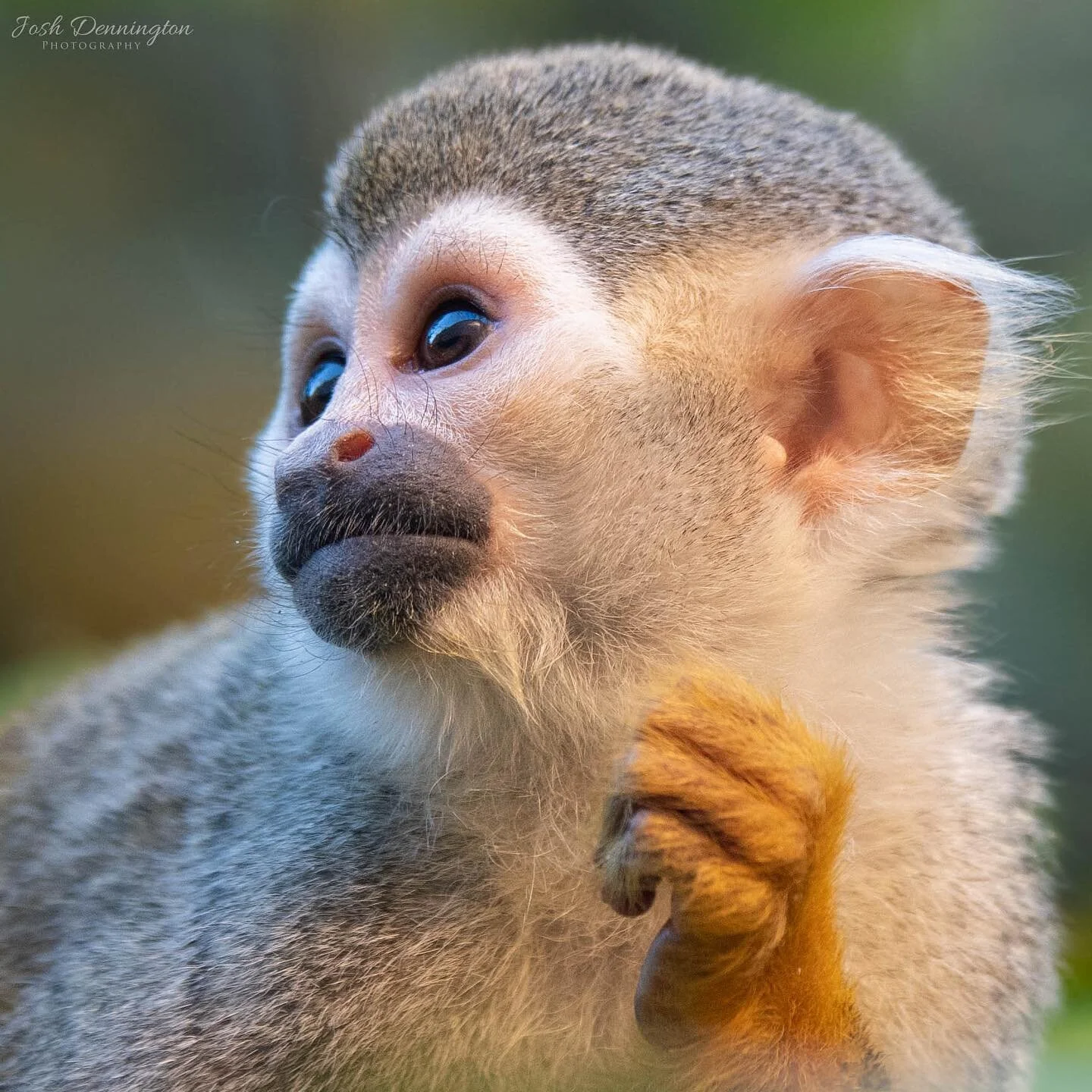 Squirrel Monkey close up as the suns setting @colchester_zoo
.
.
.
#colchester #colchesterzoo #zoo #squirrel #squirrelmonkey #monkeys #primate #smallprimates #primates #monkey #naturephotography #animal #bbcearth #photographer #wildlifephotography #w
