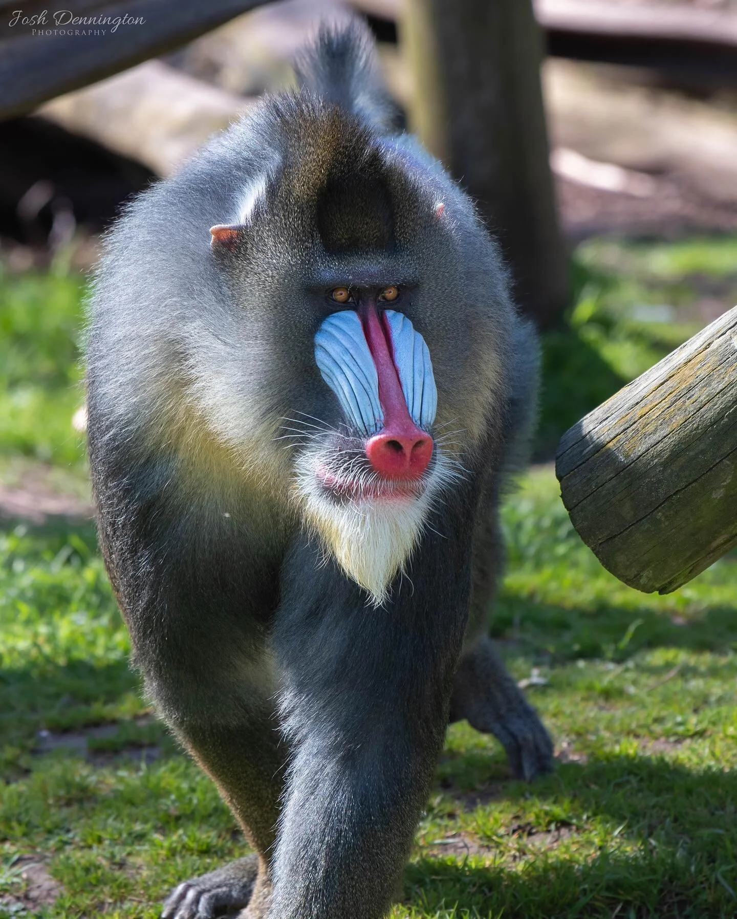 Mandrill showing off their colours @colchester_zoo 
.
.
.
#colchester #colchesterzoo #zoo #mandrill #mandrills #drill #mammal #baboon #primates #monkey #naturephotography #animal #bbcearth #photographer #wildlifephotography #photooftheday #photograph