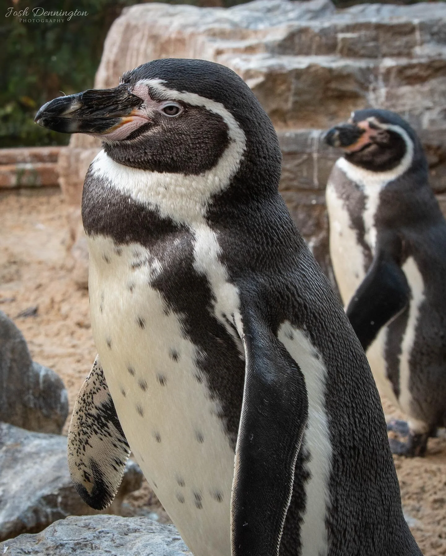 Humboldt Penguin enjoying the nice weather @colchester_zoo
.
.
.
#penguin #penguins #humboldt #humboldtpenguin #blackandwhite #penguinsofinstagram #cold #colchester #zoo #colchesterzoo #bbcearth #photographer #wildlifephotography #wildlifeonearth #ph