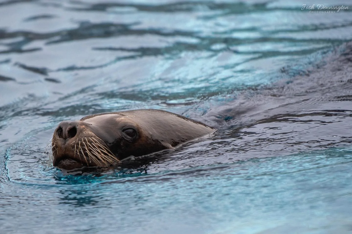Sea lion swimming the day away @colchester_zoo
.
.
.
#sealion #sea #lion #colchester #zoo #colchesterzoo #pose #patagoniansealion #patagonia #patagonian #bbcearth #photographer #wildlifephotography #wildlifeonearth #photooftheday #photography #nikonp
