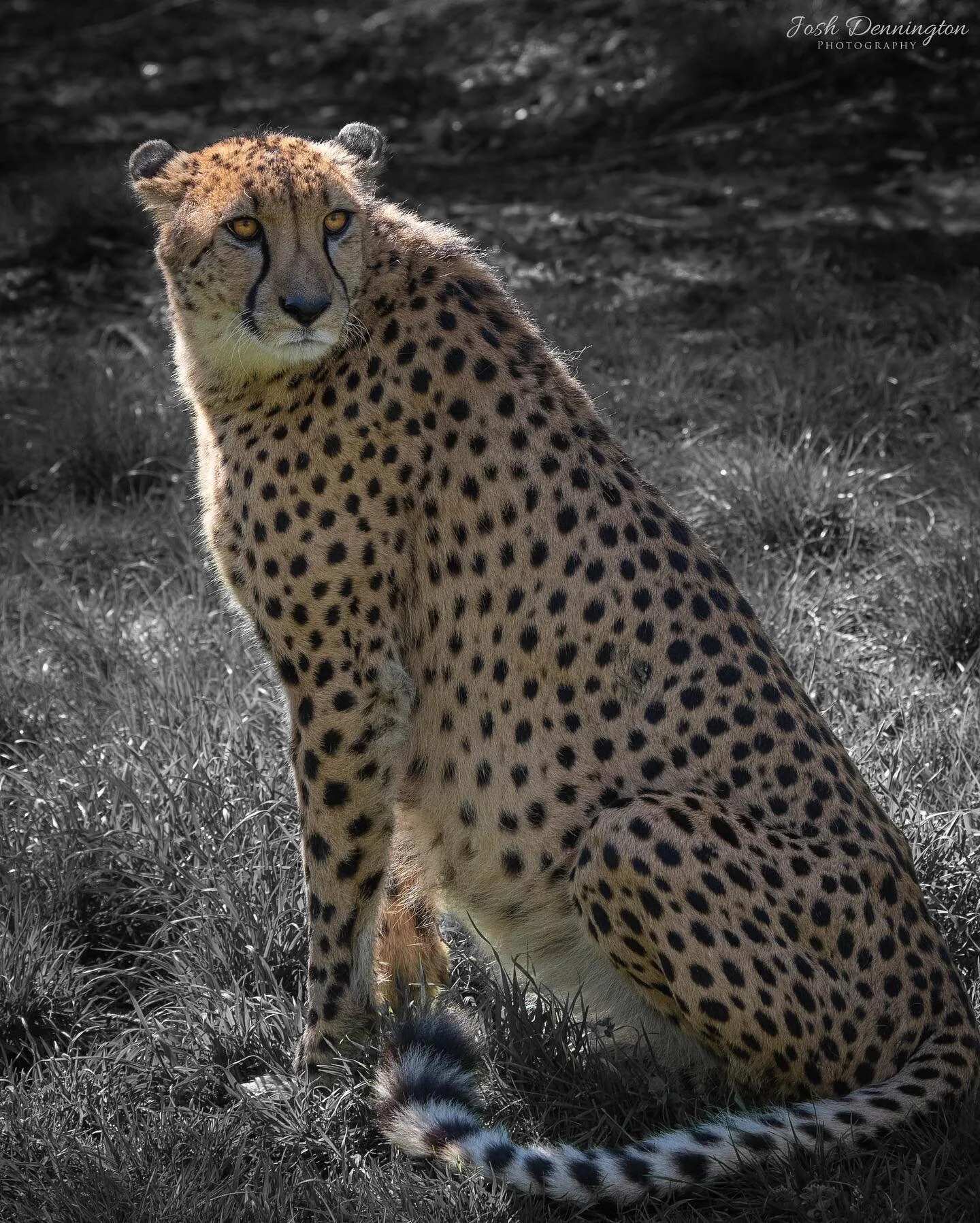 Cheetah sitting proudly @colchester_zoo
.
.
.
#caturday #cheetah #cheetahs #closeup #africa #colchester #zoo #colchesterzoo #cat #bigcats #naturephotography #animal #bbcearth #photographer #wildlifephotography #wildlifeonearth #photooftheday #photogr