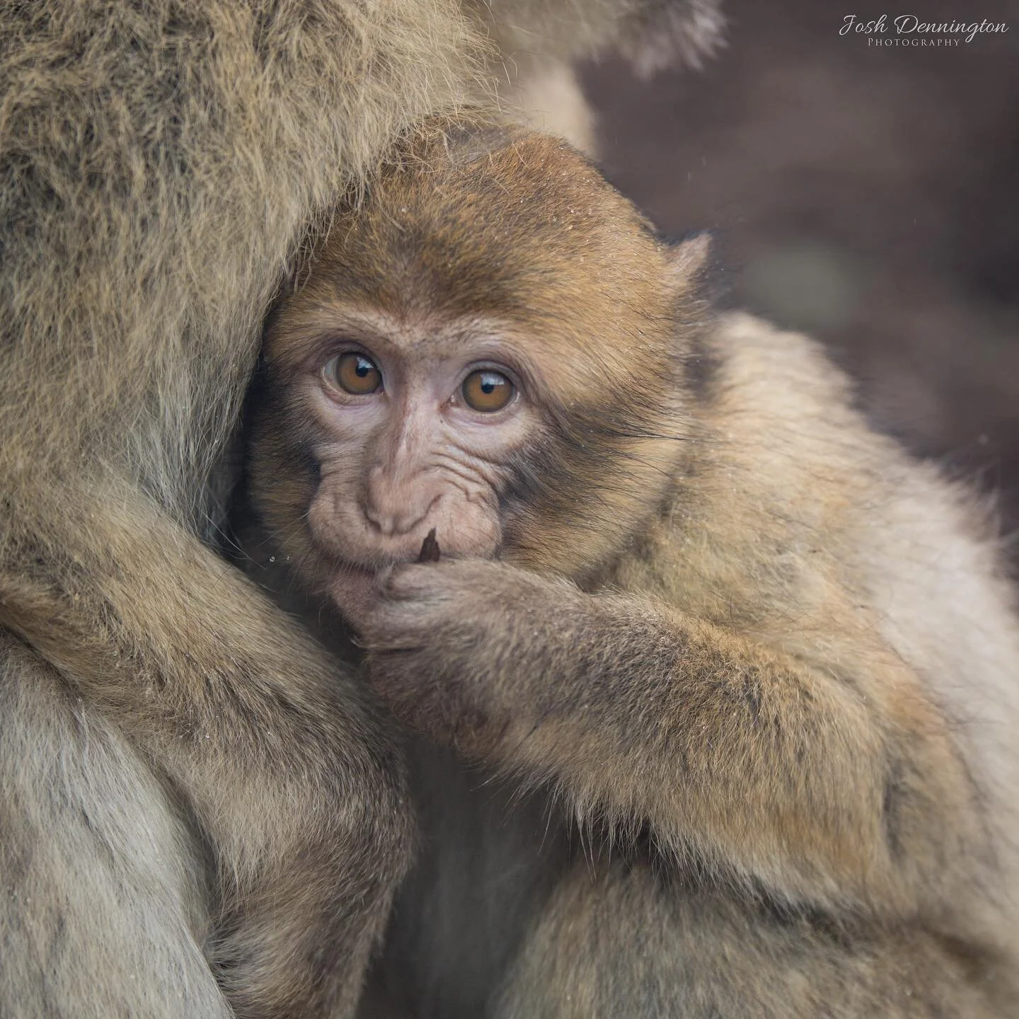 Young Barbary Macaque cuddled up to mum in the rain @colchester_zoo
.
.
.
#colchester #colchesterzoo #zoo #babyanimals #barbary #barbarymacaque #macaque #primate #monkeys #primates #babymonkey #naturephotography #animal #bbcearth #photographer #wildl