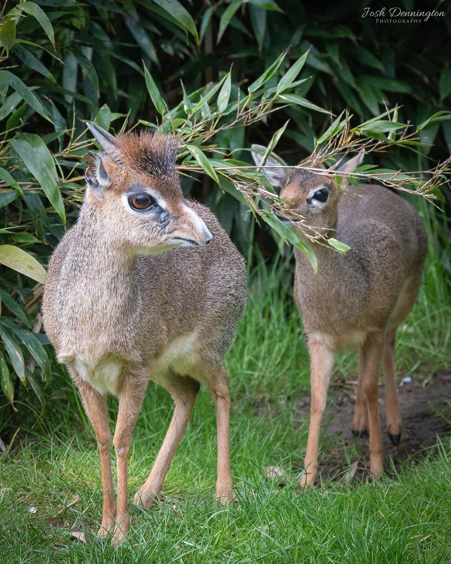 Dik-Dik&rsquo;s playing follow the leader @colchester_zoo
.
.
.
#dikdik #dikdiks #antelope #colchester #zoo #colchesterzoo #mammal #mammals #cute #small #naturephotography #animal #bbcearth #photographer #wildlifephotography #wildlifeonearth #photoof