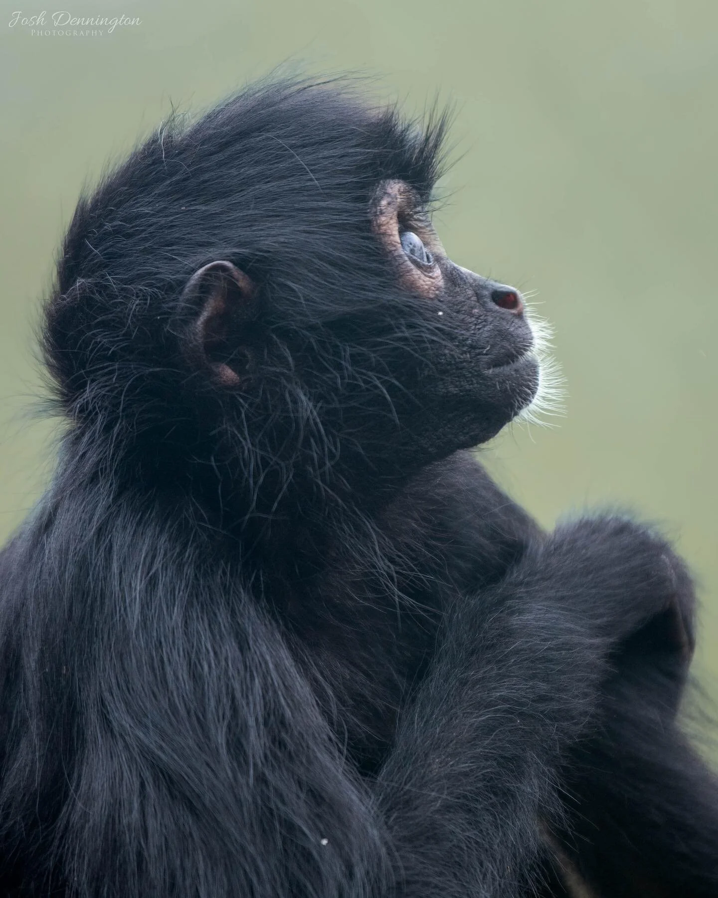 Young Spider Monkey looking to the sky @colchester_zoo
.
.
.
#colchester #colchesterzoo #zoo #spider #spidermonkey #monkeys #primate #primates #monkey #southamerica #spidermonkeys #animal #bbcearth #photographer #wildlifephotography #wildlifeonearth 