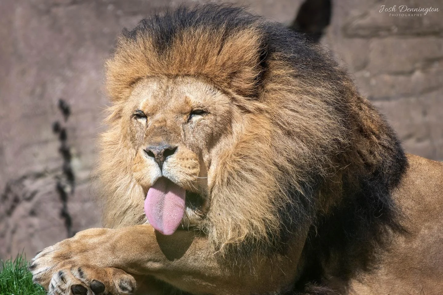 African Lion letting you know what he thinks of you 😜 @colchester_zoo
.
.
.
#caturday #lion #africanlion #lions #africa #colchester #zoo #colchesterzoo #cat #bigcats #naturephotography #animal #bbcearth #photographer #wildlifephotography #wildlifeon