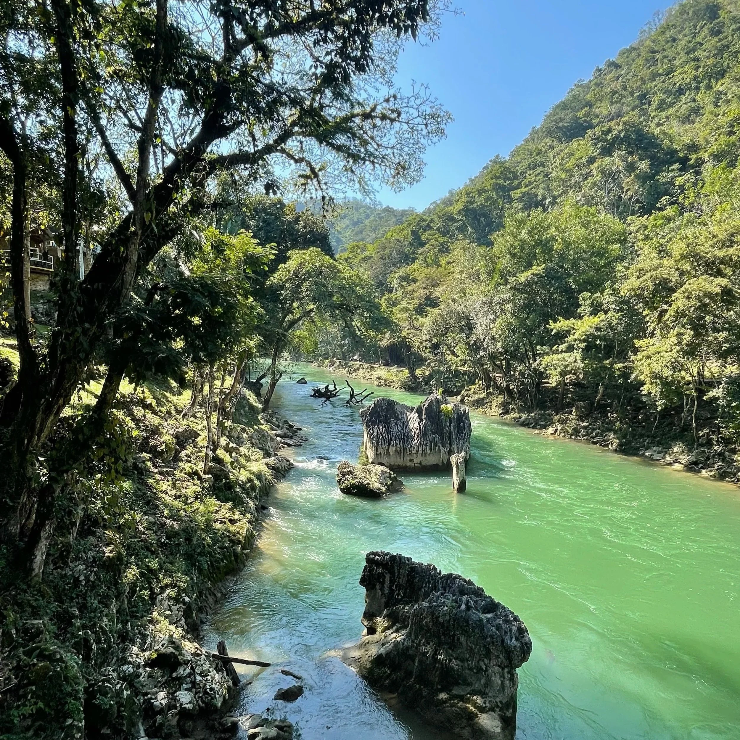The turquoise river waters of Semuc Champey surrounded by trees and nature