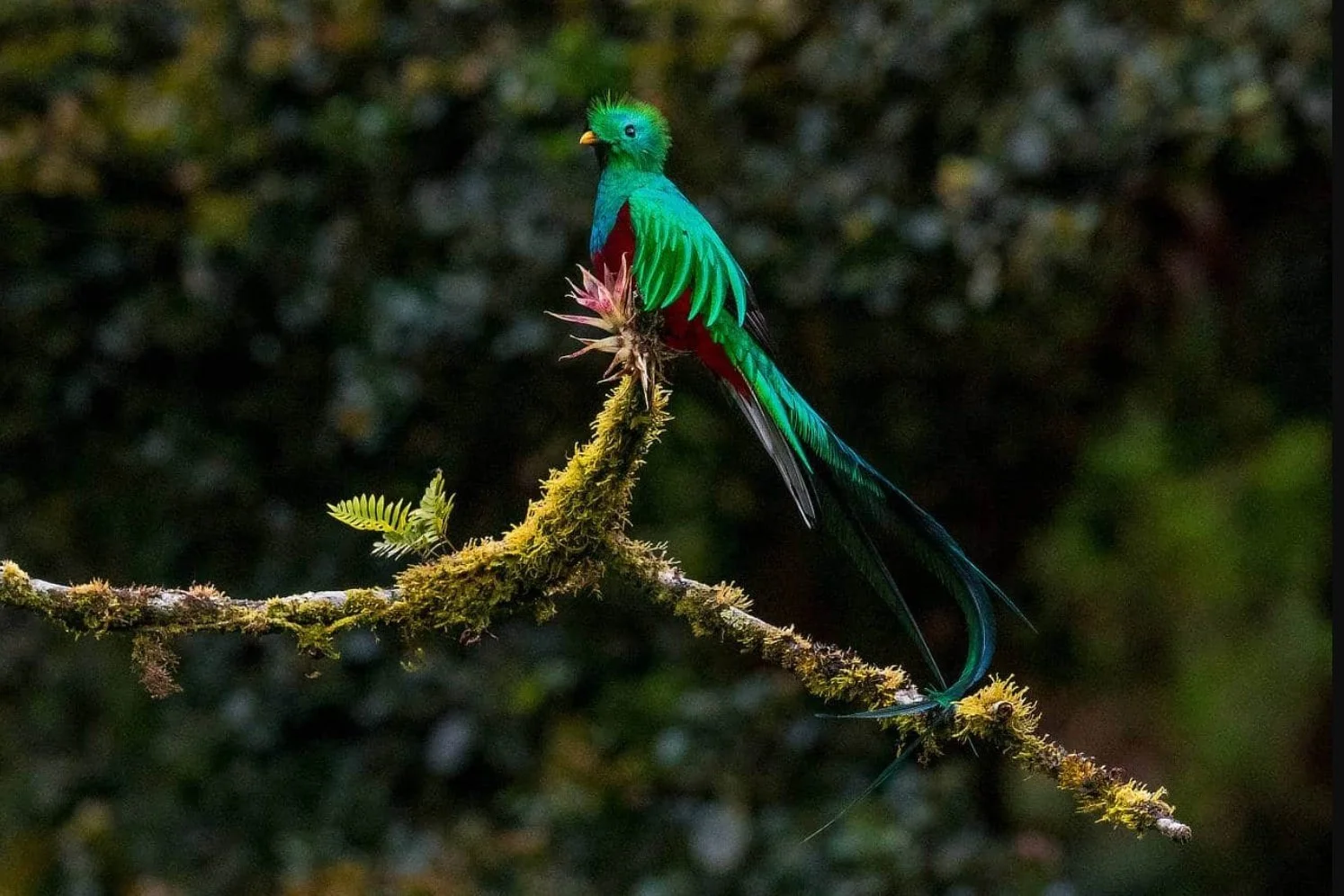 The colorful bird of Guatemala the Resplendent Quetzal in sitting on a mossy tree branch in Alta Verapaz, Guatemala..