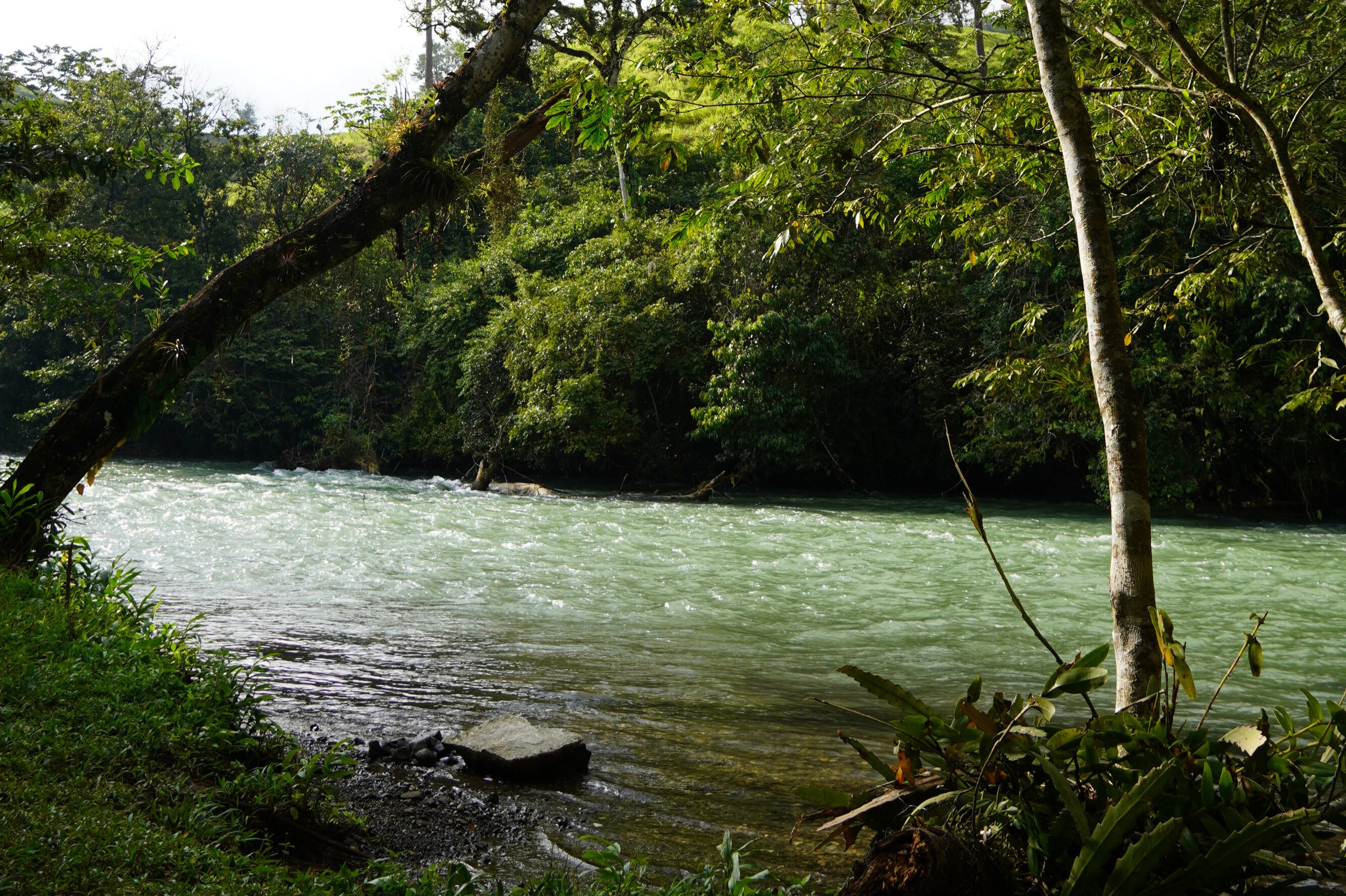 Riverside in the jungle of Alta Verapaz Guatemala