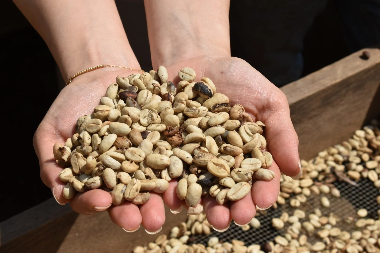 Two hands are holding a big heap of dried coffee beans at a coffee farm that's benefited from Microfinance in Latin America.